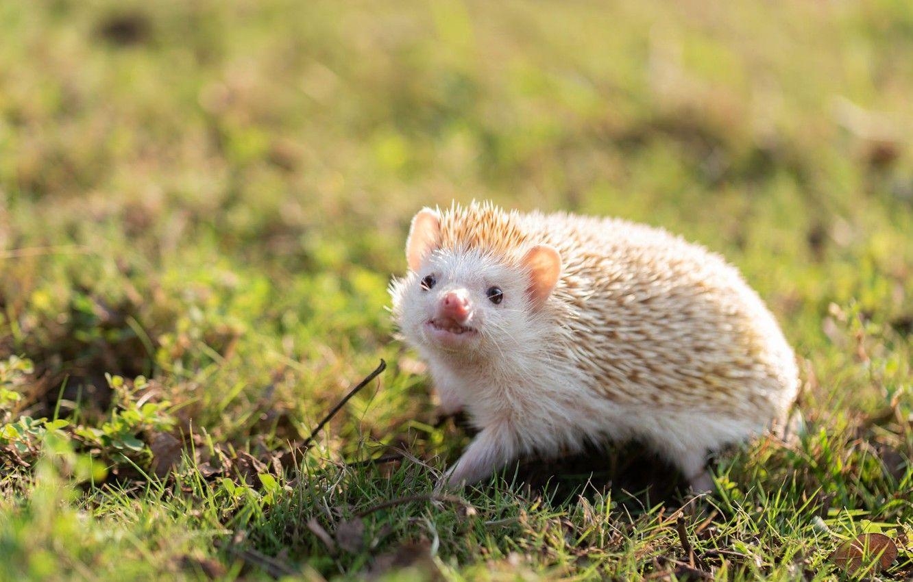 Igel, Weiße Wiese, Natur, Tiermotiv, Hintergrundbild, 1340x850 HD Desktop