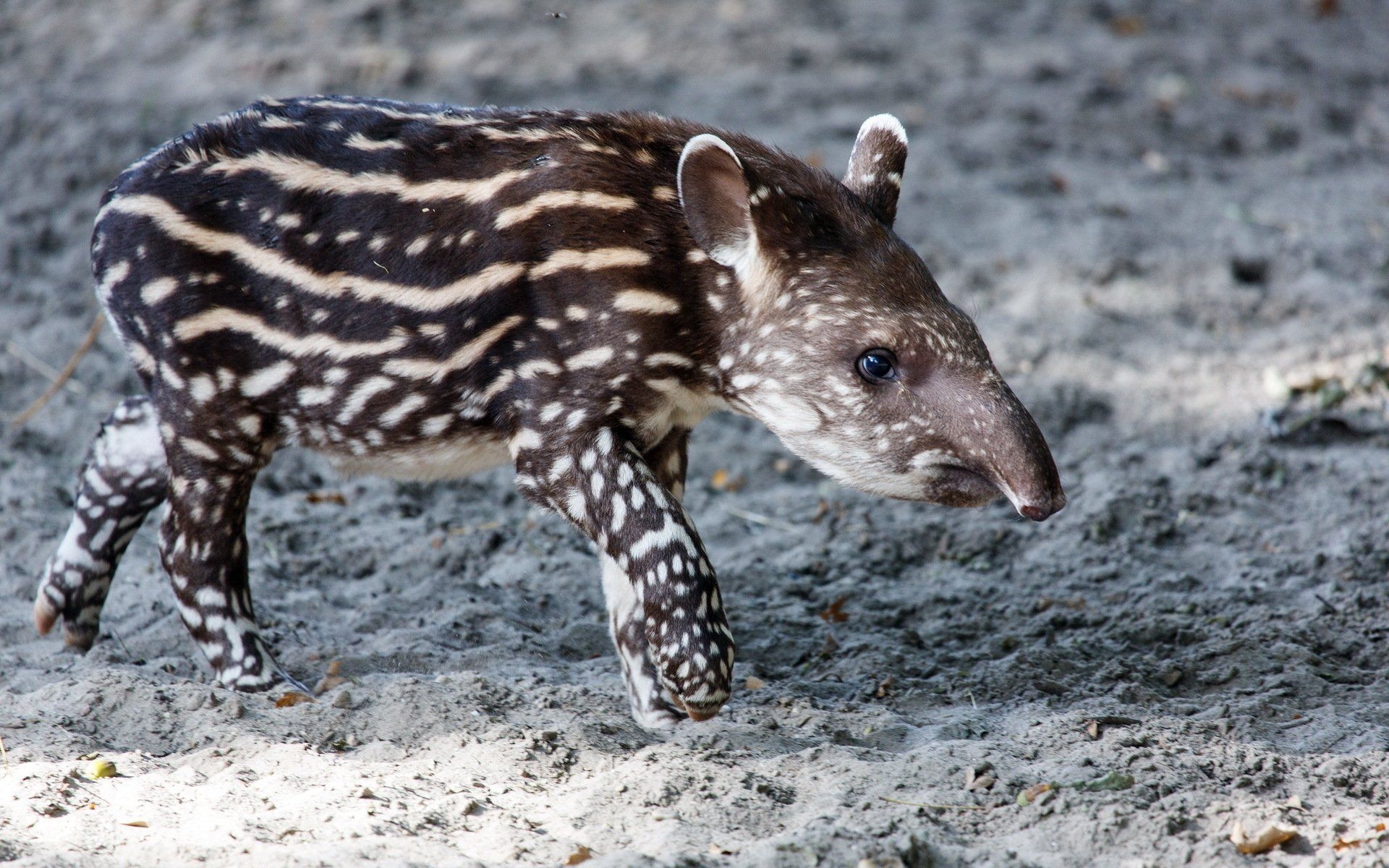 Tapir, Tiere, HD-Bild, Wildnis, 1920x1200 HD Desktop