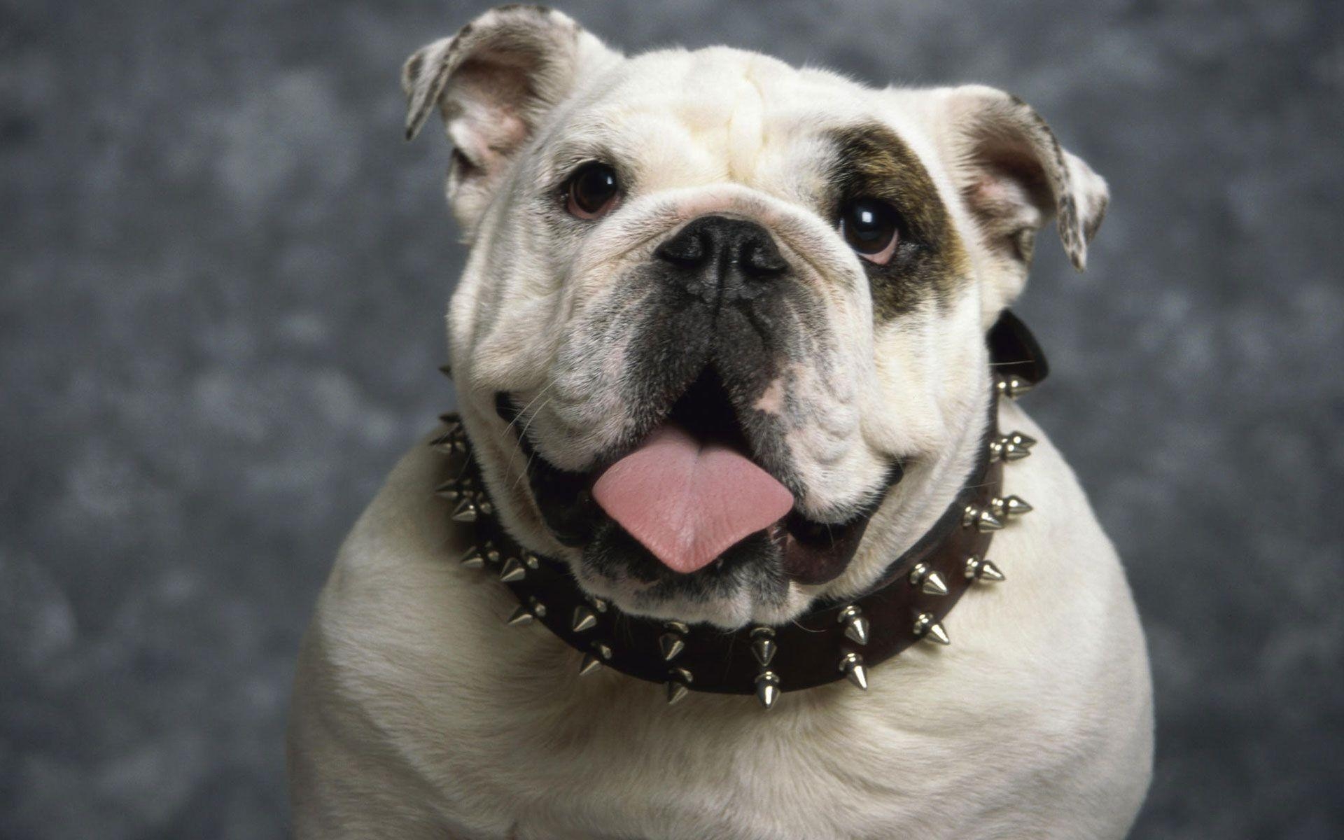 Bulldoggen, Tiere, Hintergrund, Bild, Foto, 1920x1200 HD Desktop