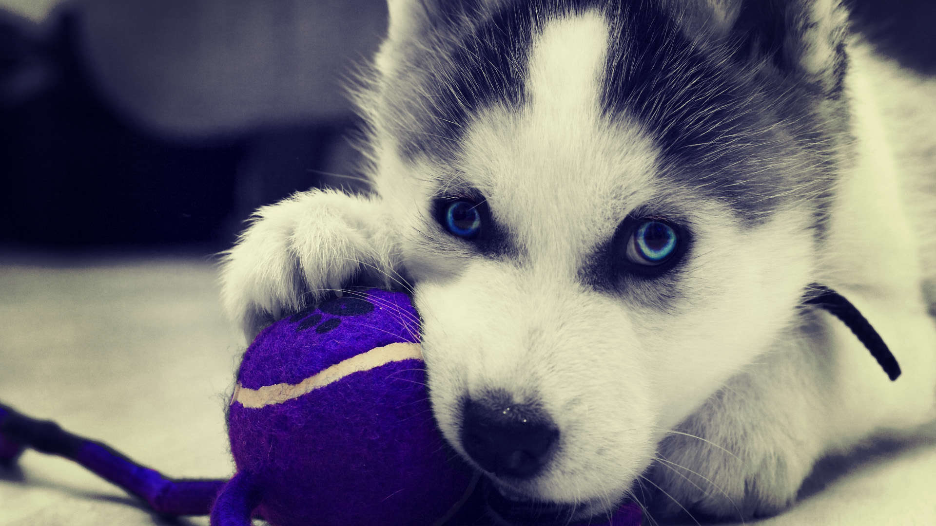 Husky, Huskies, Tier, Bild, 4K, 1920x1080 Full HD Desktop