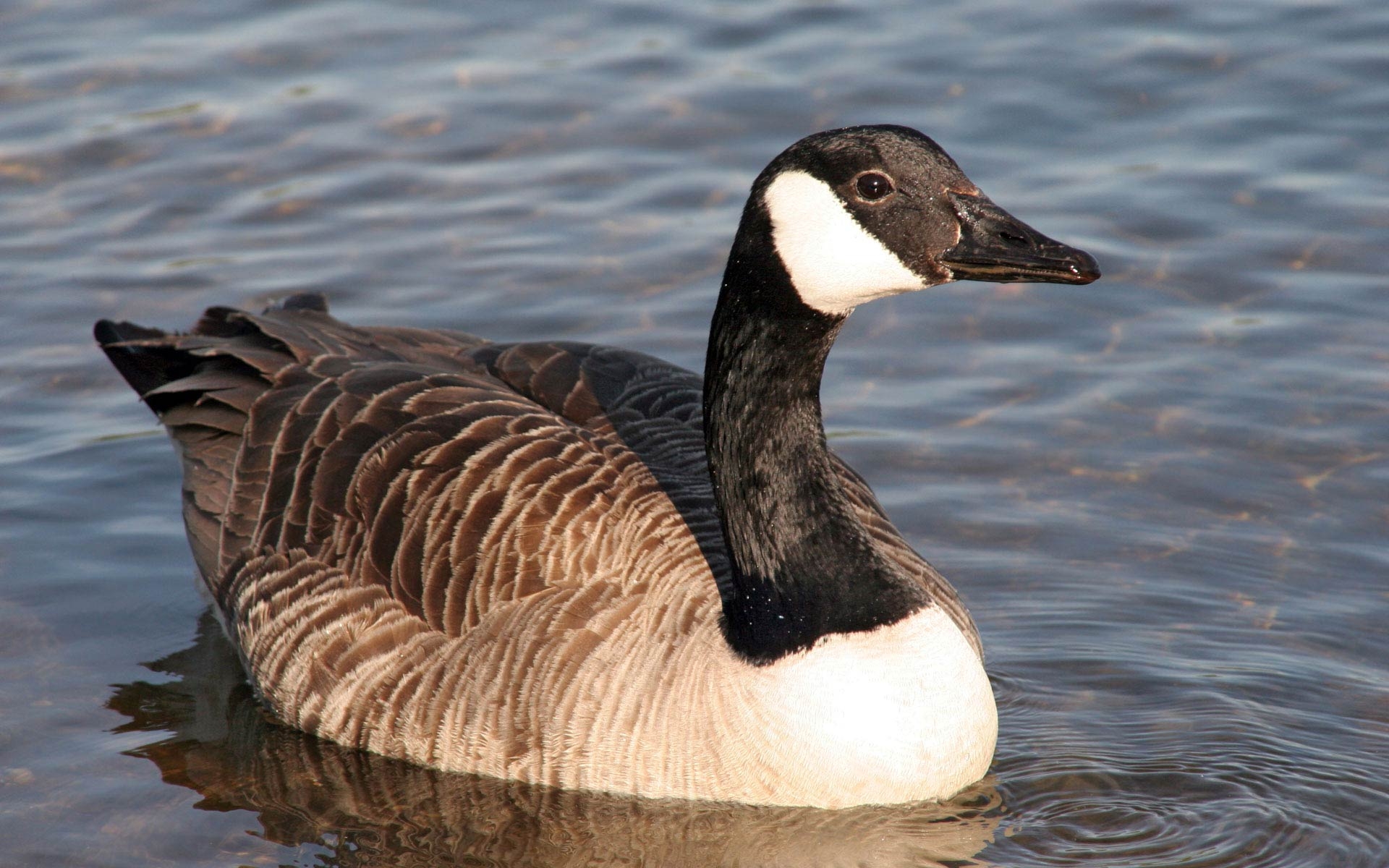 Gans, Natur, Vogelperspektive, Tier, Bild, 1920x1200 HD Desktop