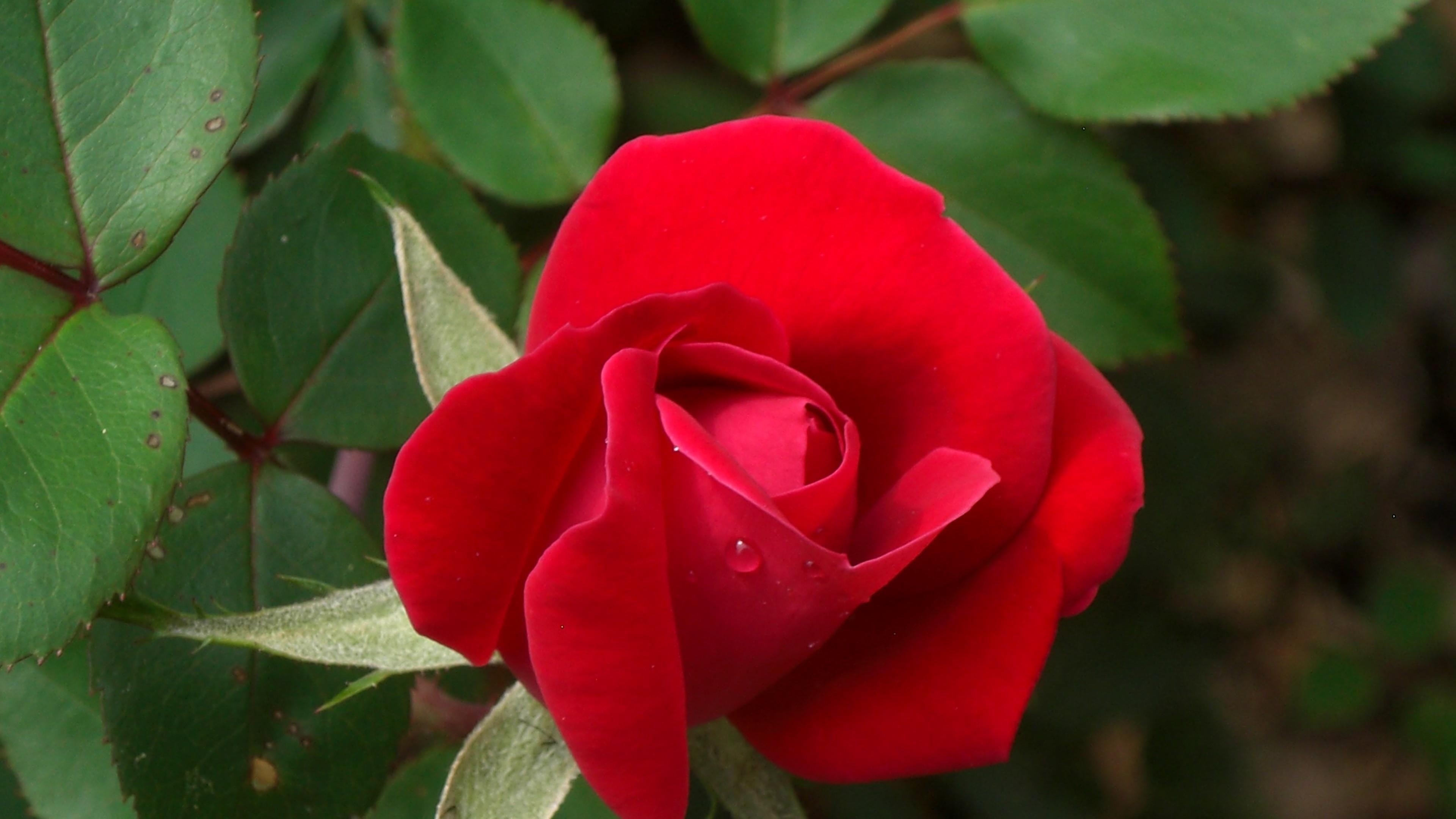 Rote Rose, Studio 10, HD, Blumen, Natur, 3840x2160 4K Desktop