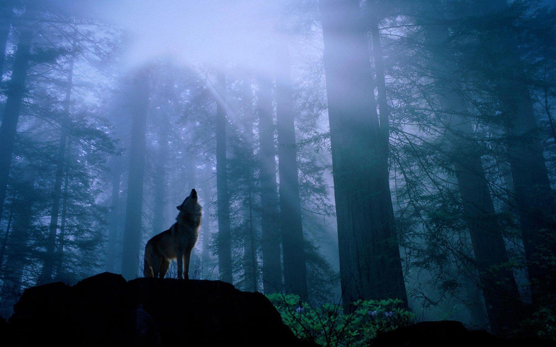 Wolf, HD, Hintergrund, Bild, Tierporträt, 1920x1200 HD Desktop