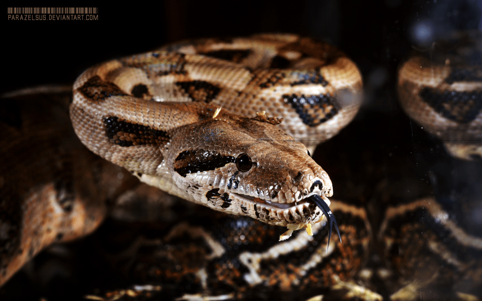 Boa Constrictor, Tiere, Reptilien, Schlangen, Natur, 1600x1000 HD Desktop