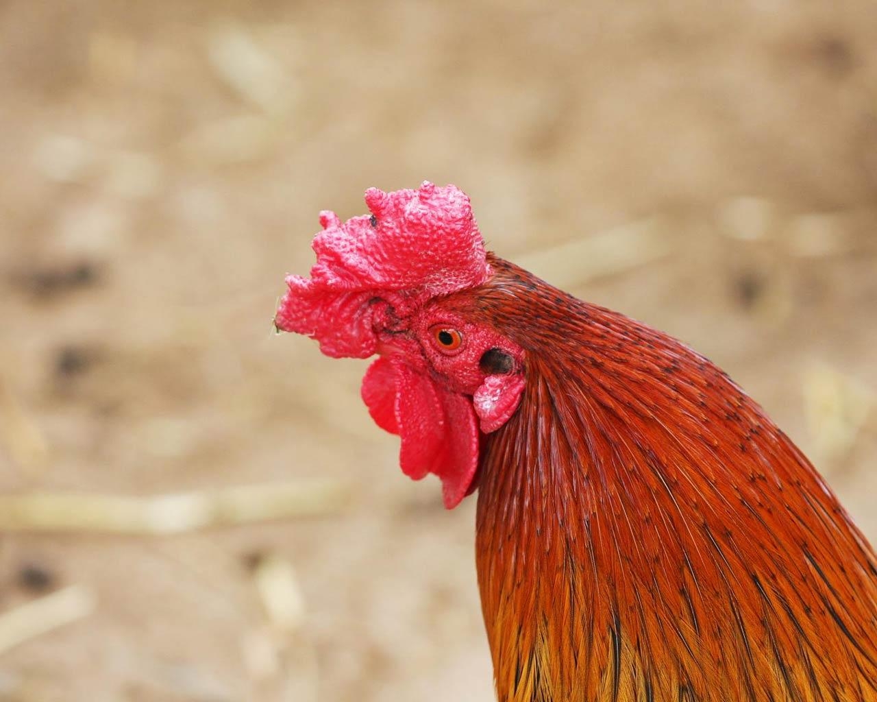 Huhn, Tier, Hintergrund, Bild, Chick, 1280x1030 HD Desktop