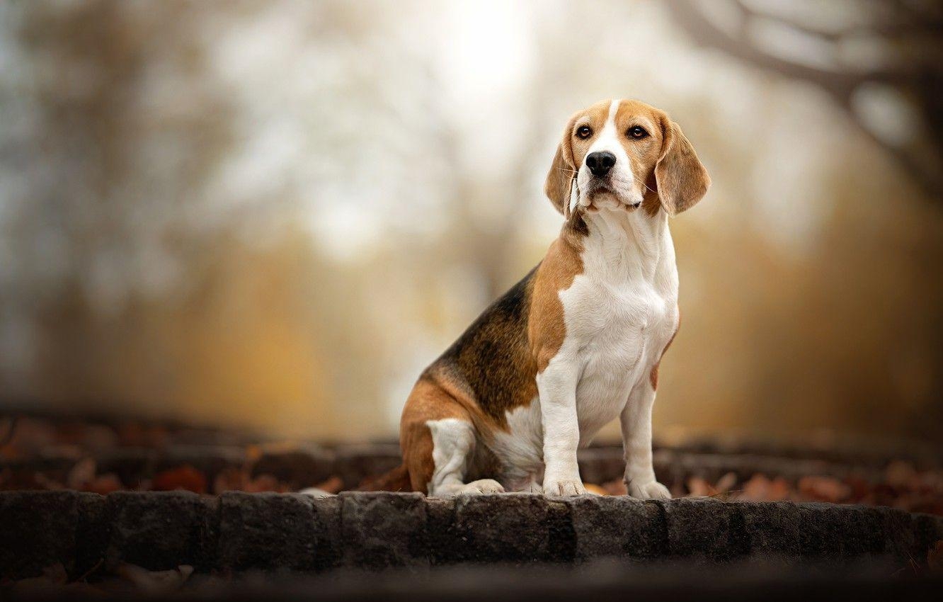 Herbst, Natur, Hund, Hintergrund, Bokeh, 1340x850 HD Desktop