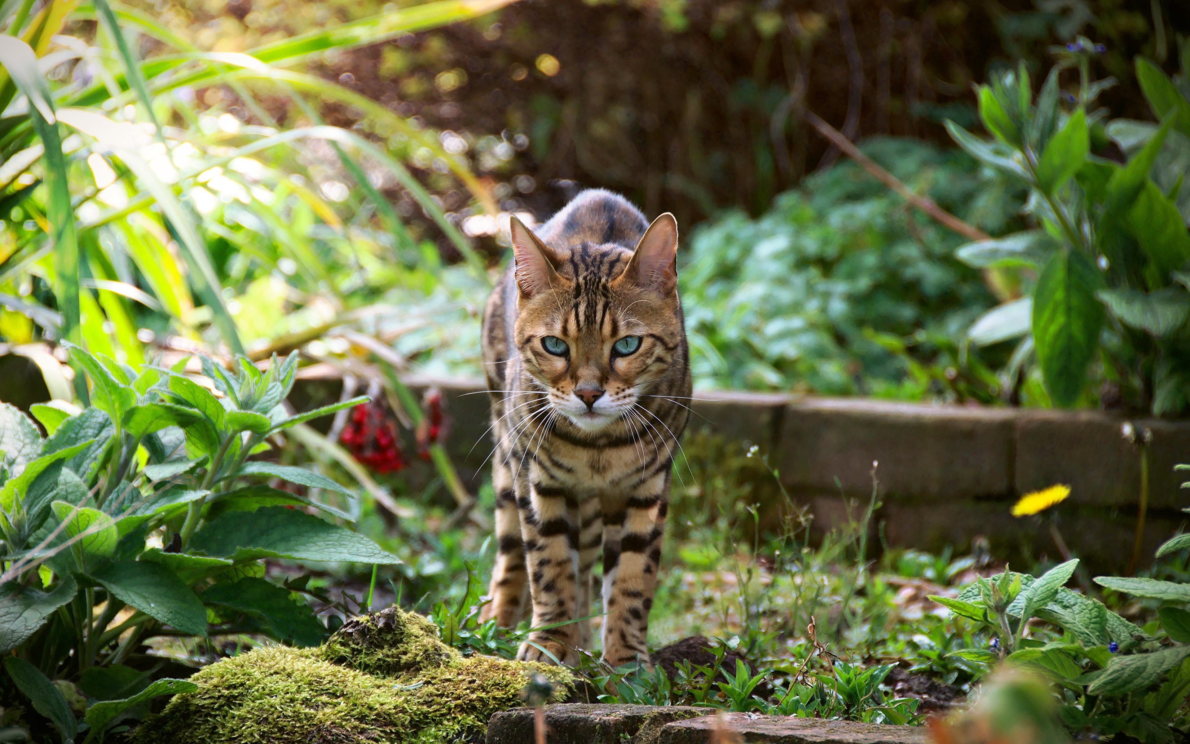 Bild, Bengalkatze, Haustier, Tiere, Fotografie, 3840x2400 4K Desktop