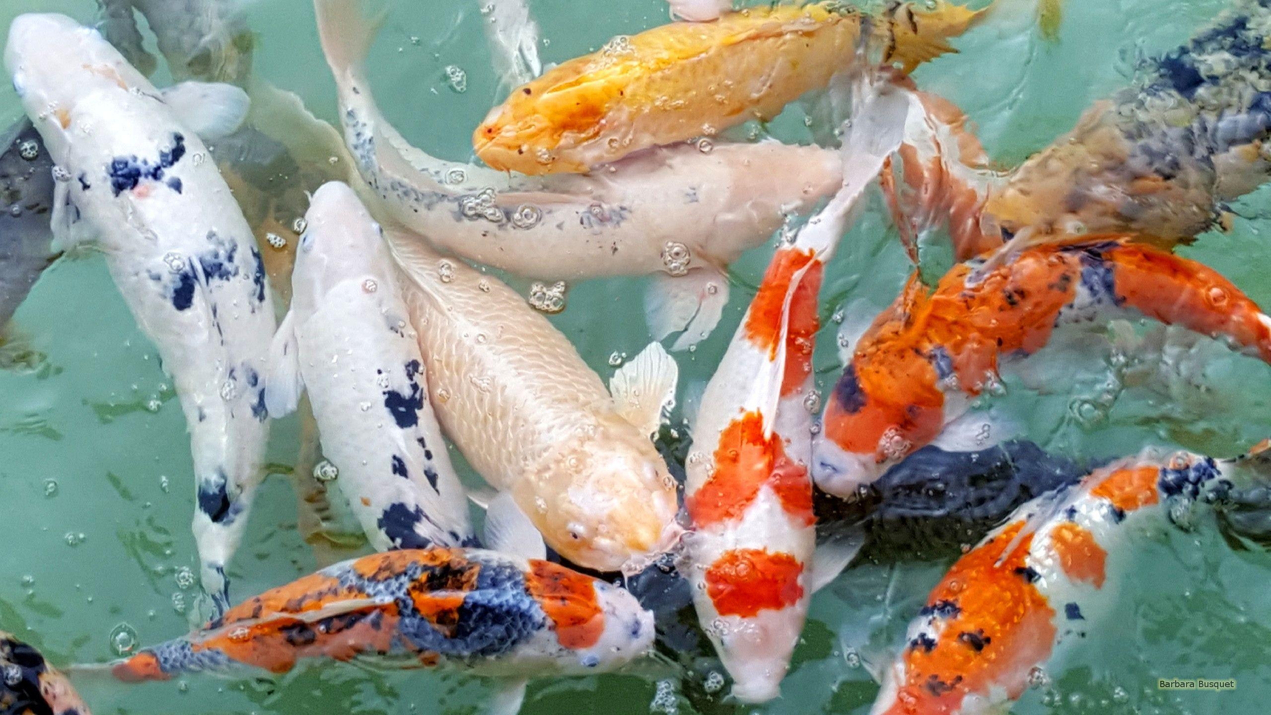 Koi Fisch, Lebendig, Kostenlos, Hintergrund, Download, 2560x1440 HD Desktop