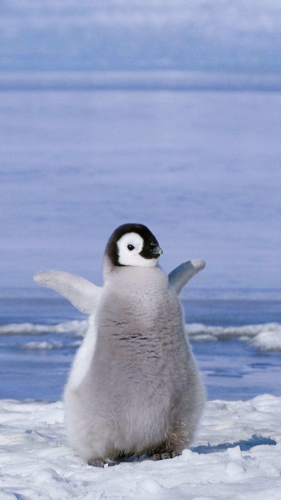 Pinguin Hintergrund, HD, Tiere, Vögel, Natur, 1080x1920 Full HD Handy