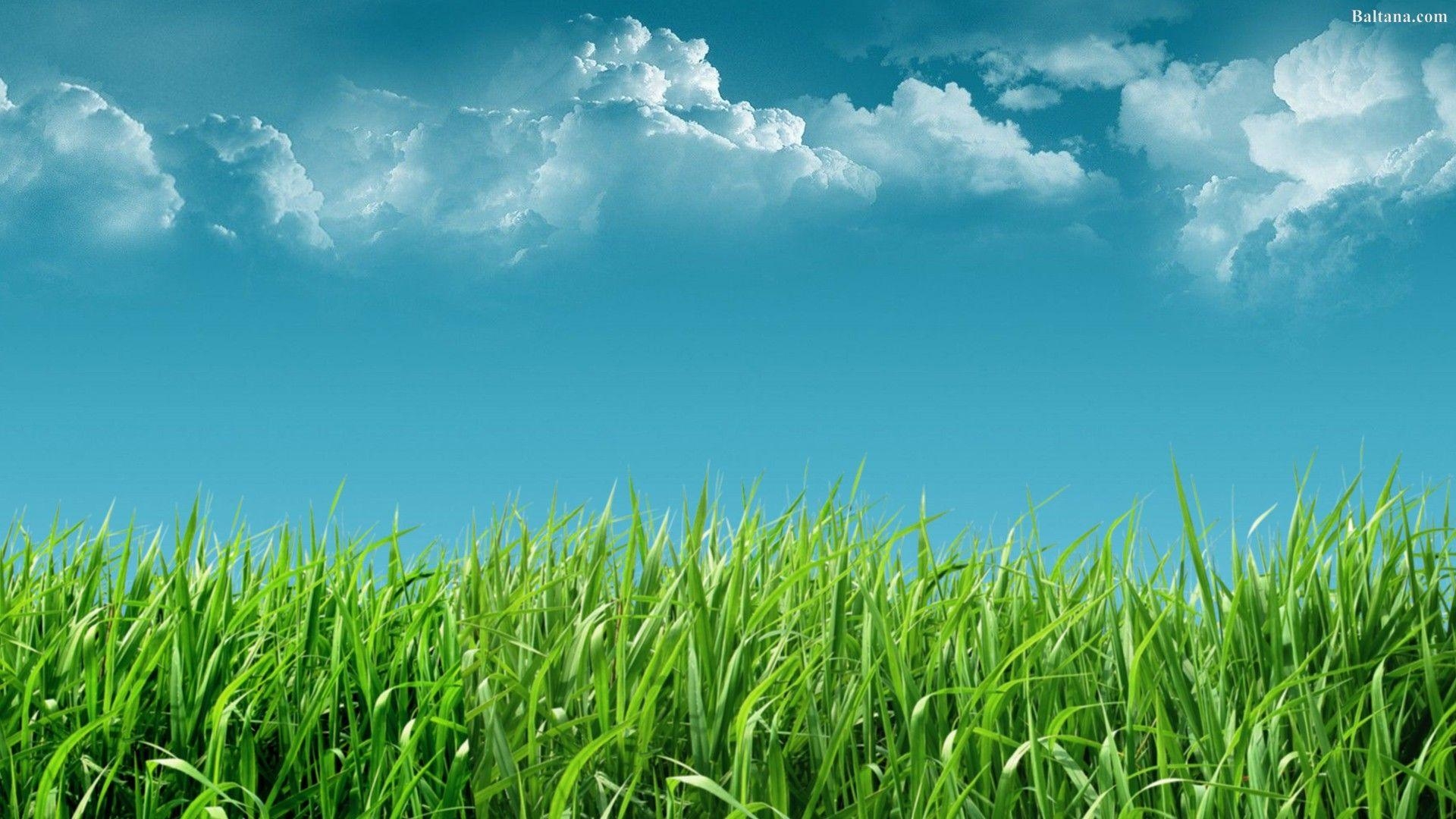 Gras, 30444, HD, Natürlich, Bild, 1920x1080 Full HD Desktop