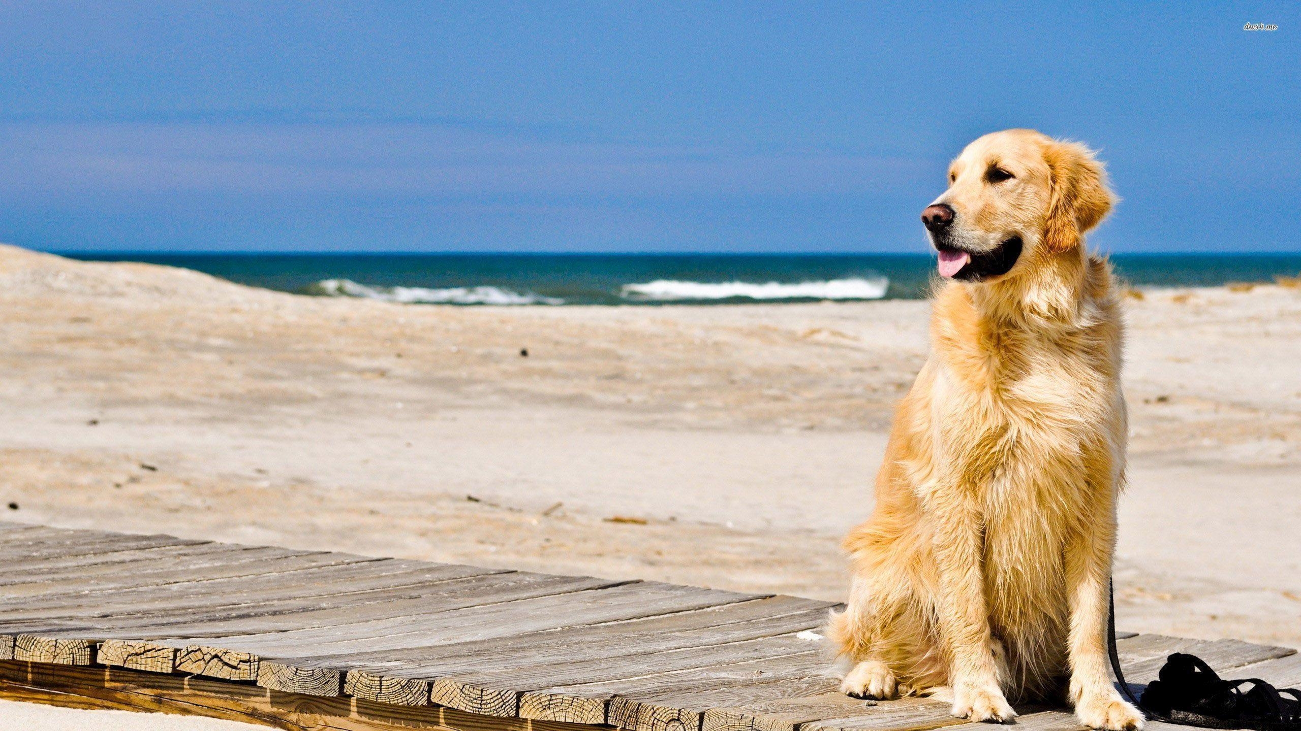 Golden Retriever, Hintergrund, Thema, Gold, Begleiter, 2560x1440 HD Desktop