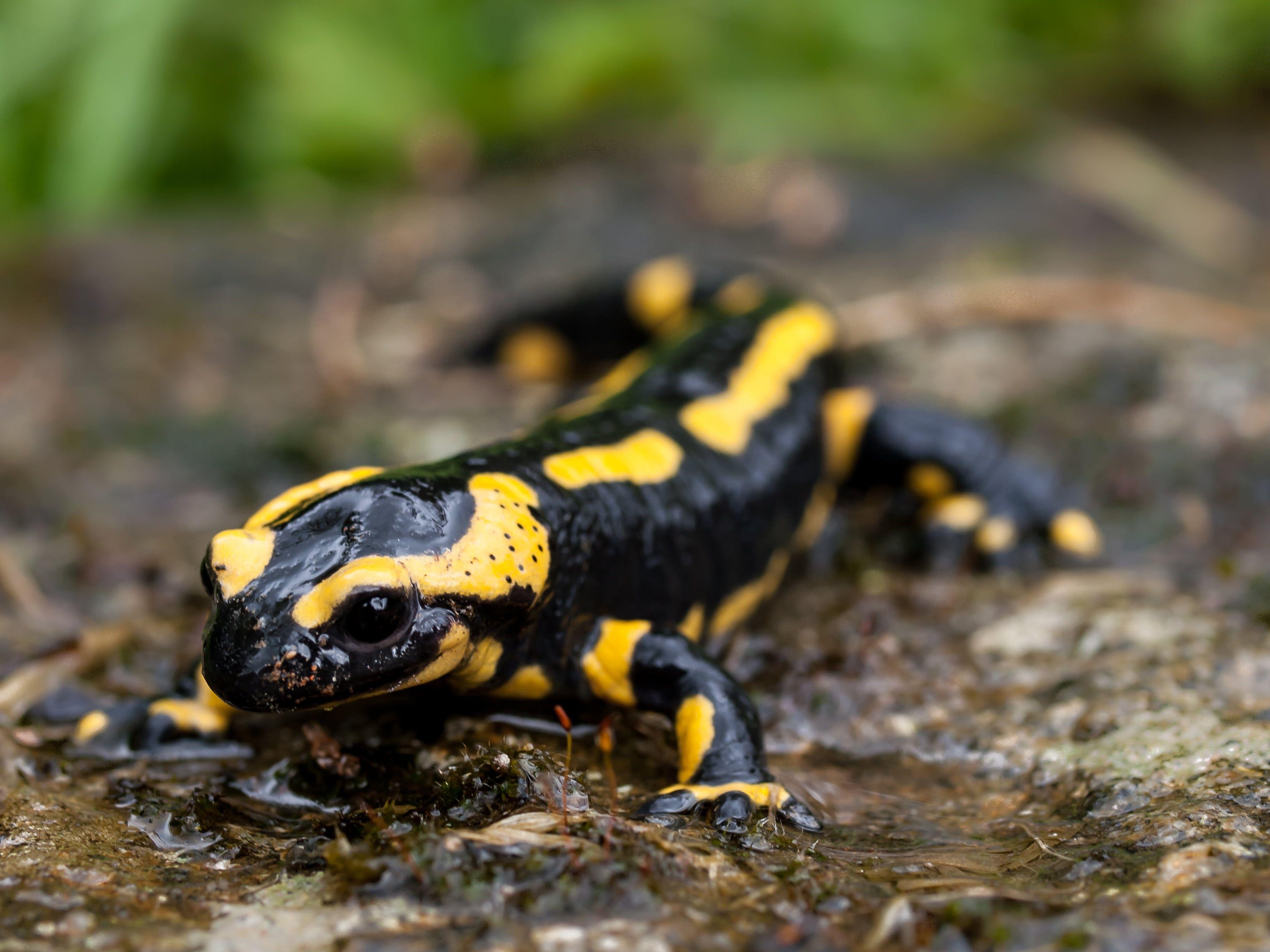 Feuersalamander, Schwarz, Gelb, Eidechse, HD, 3650x2740 4K Desktop