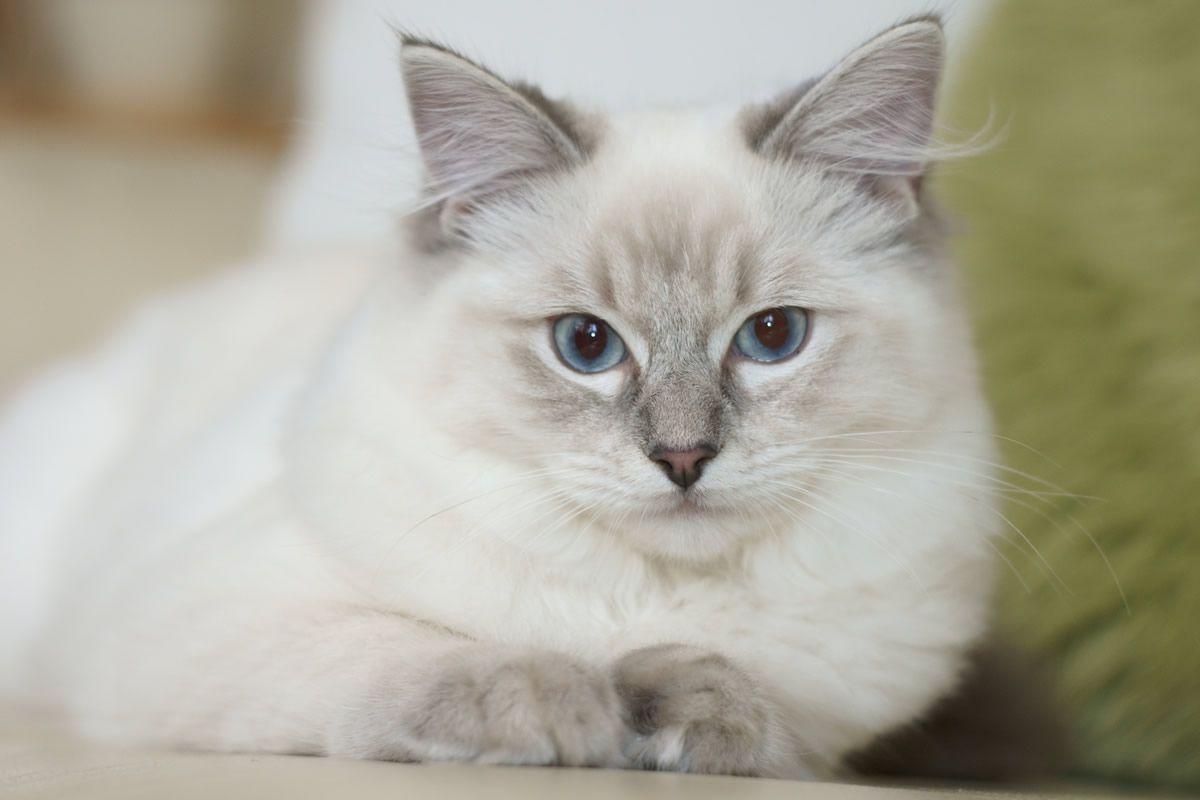 Ragdoll Katzen, Bilder, lustig, Fotografie, komisch, 1200x800 HD Desktop