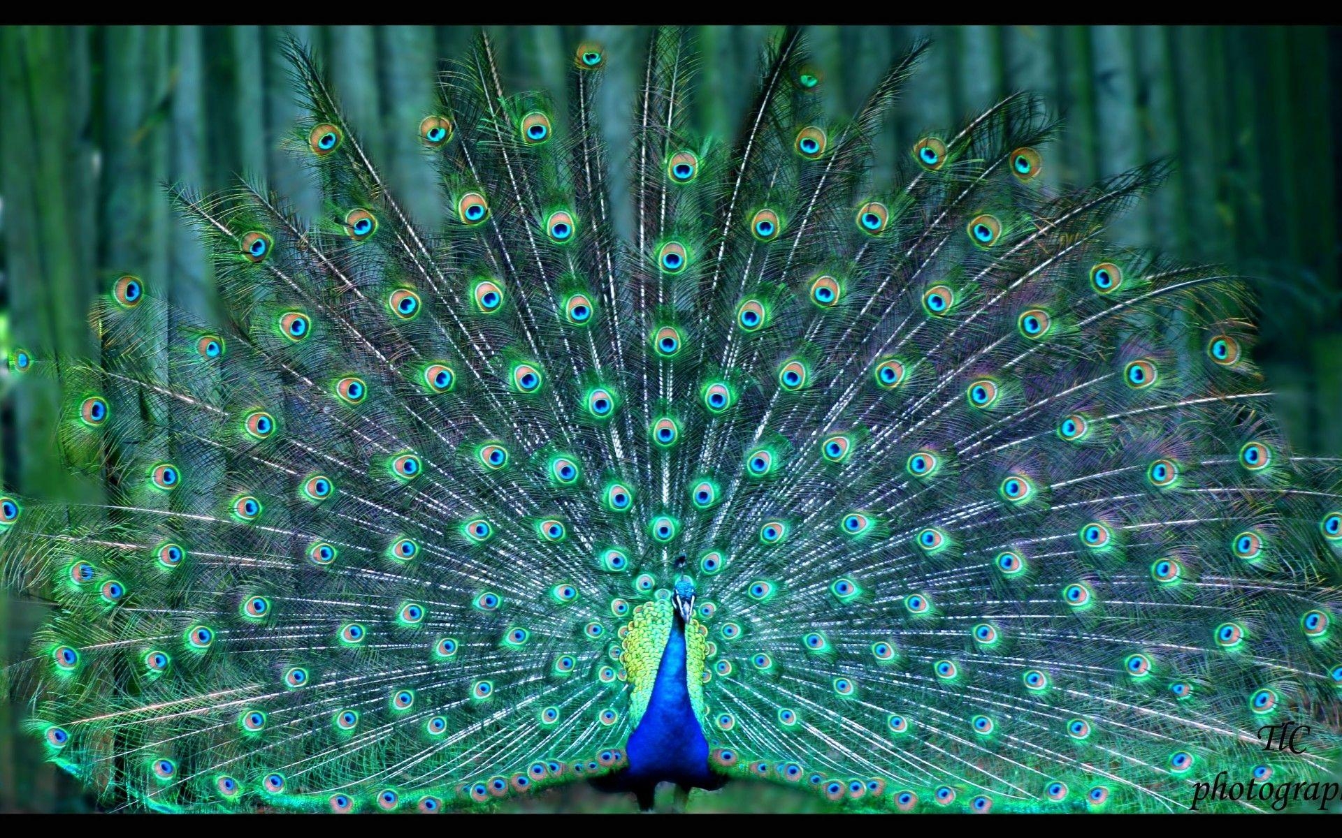 Pfau, Hintergrund, bunt, HD, x1200, 1920x1200 HD Desktop