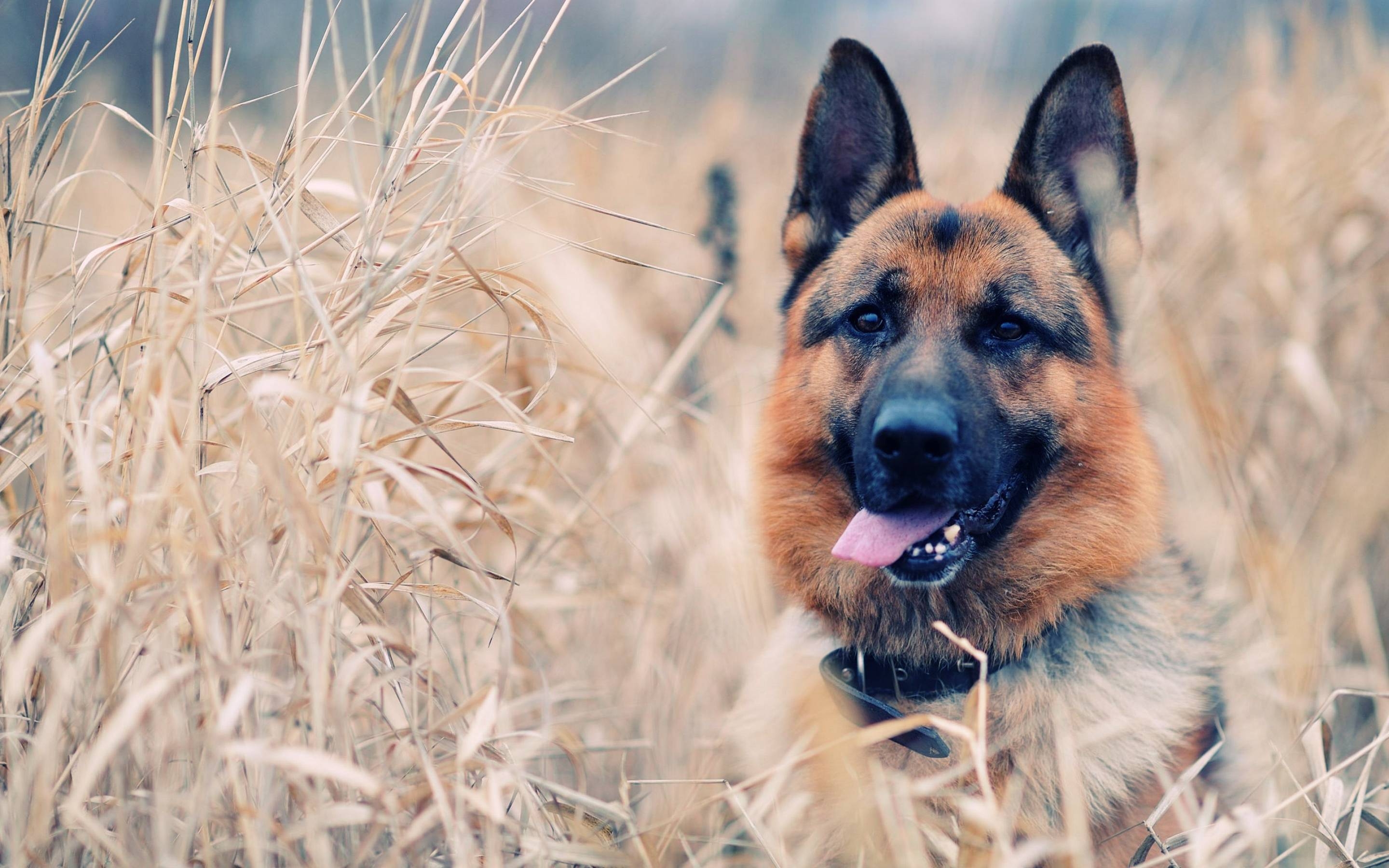 Hund, kostenfrei, Hochauflösend, Tier, Hintergrund, 2880x1800 HD Desktop