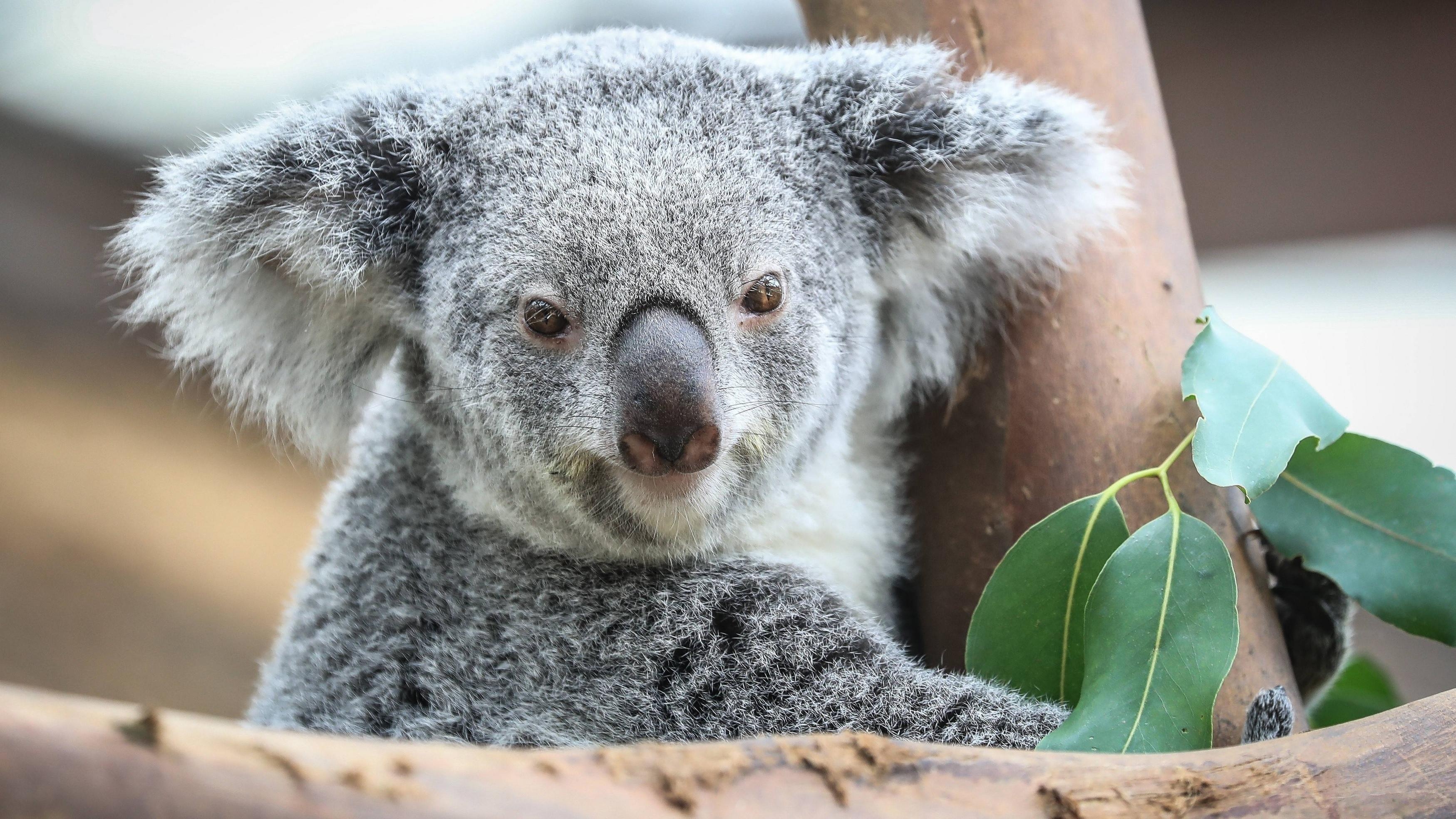 Koala, 4374x2460, Australien, Tiere, Hintergrund, 3500x1970 HD Desktop