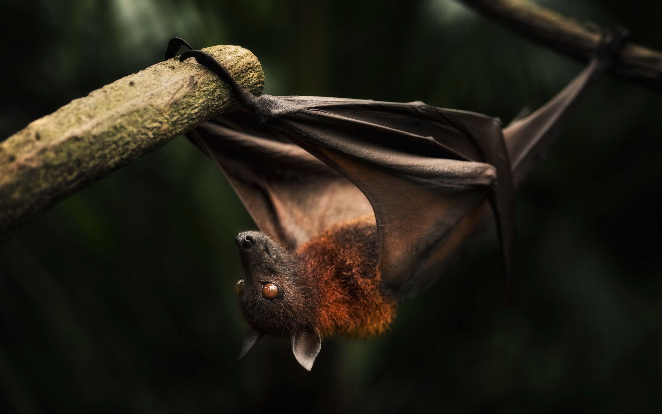 Fledermaus, HD, Bild, Hintergrund, Darstellung, 2560x1600 HD Desktop