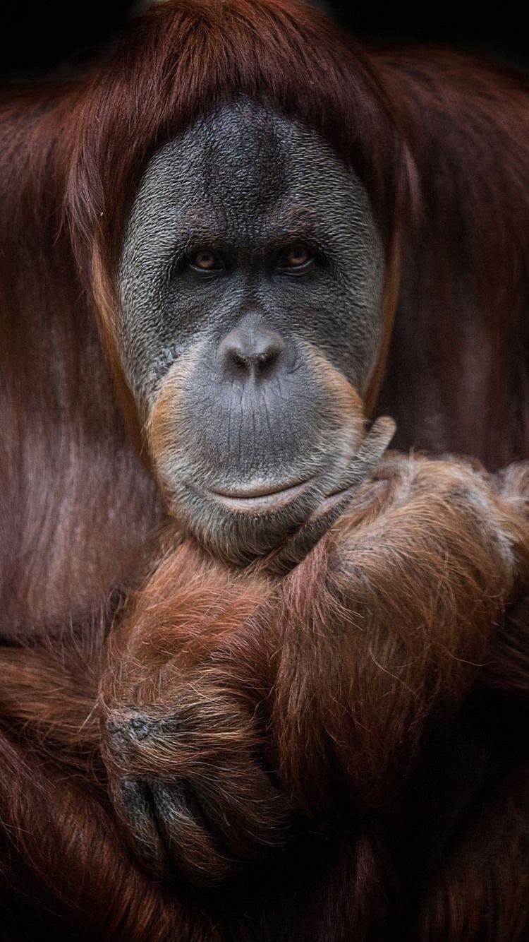 Orang-Utan, braun, iPhone, Tier, Primat, 750x1340 HD Handy