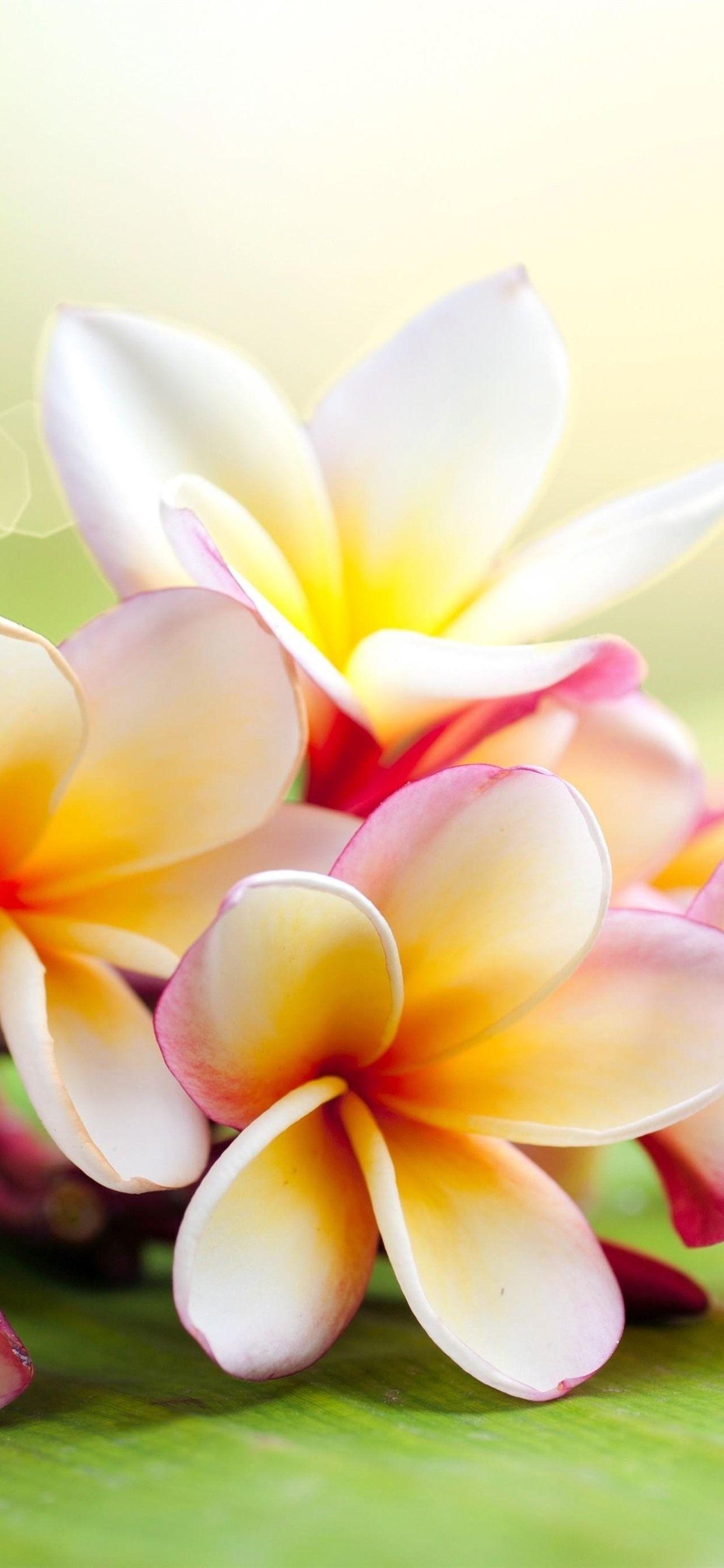 Plumeria, Hintergrund, UHD 4K, Bild, Natur, 1250x2690 HD Handy