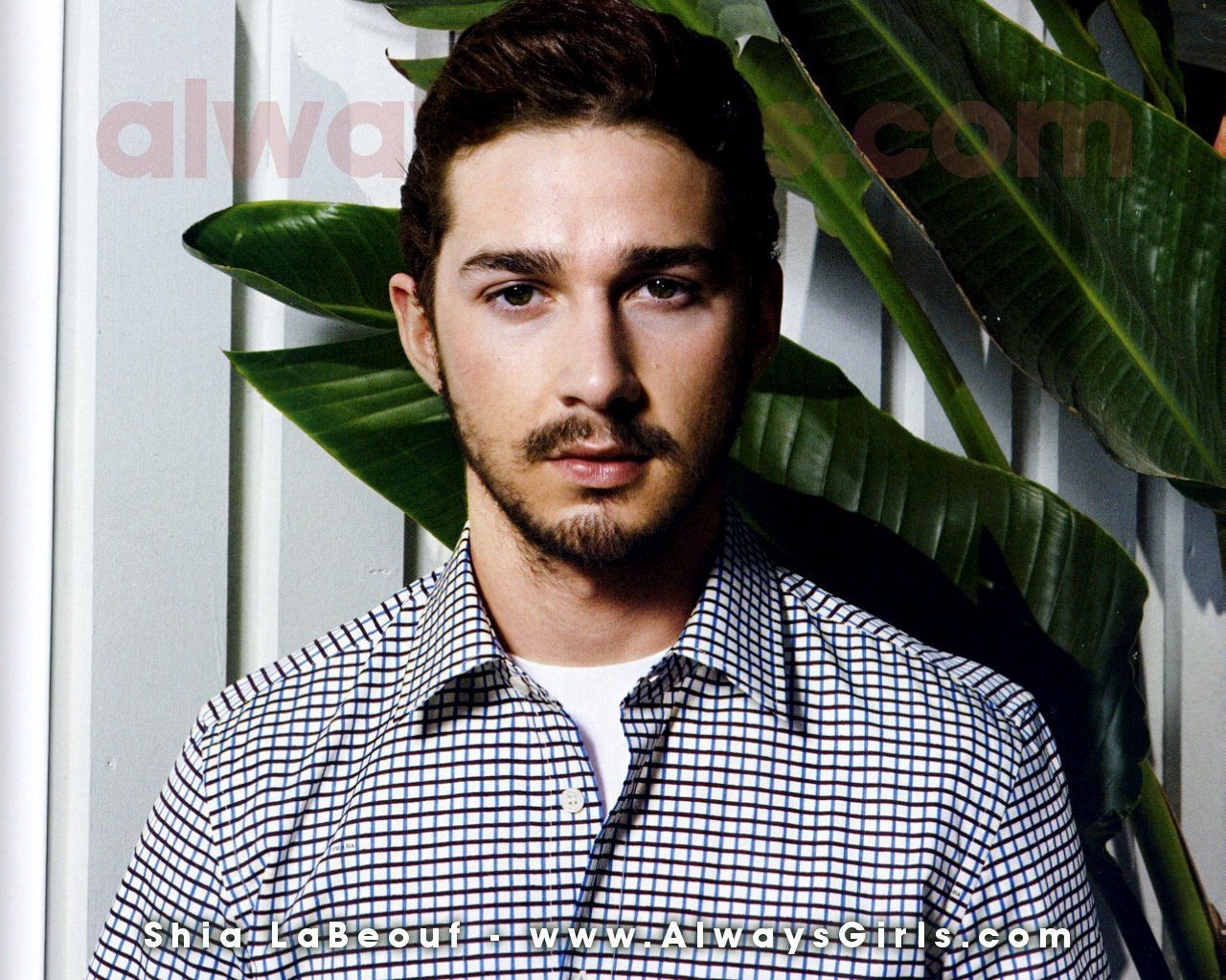 Shia LaBeouf, Bild, Schauspiel, Kino, Prominenz, 1280x1030 HD Desktop