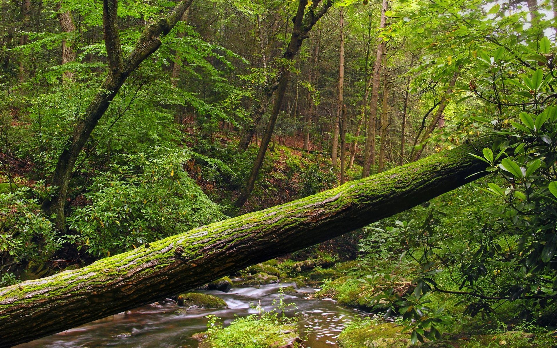 ruhender Baum, Landschaft, Natur, jpg Format, 1920x1200 HD Desktop