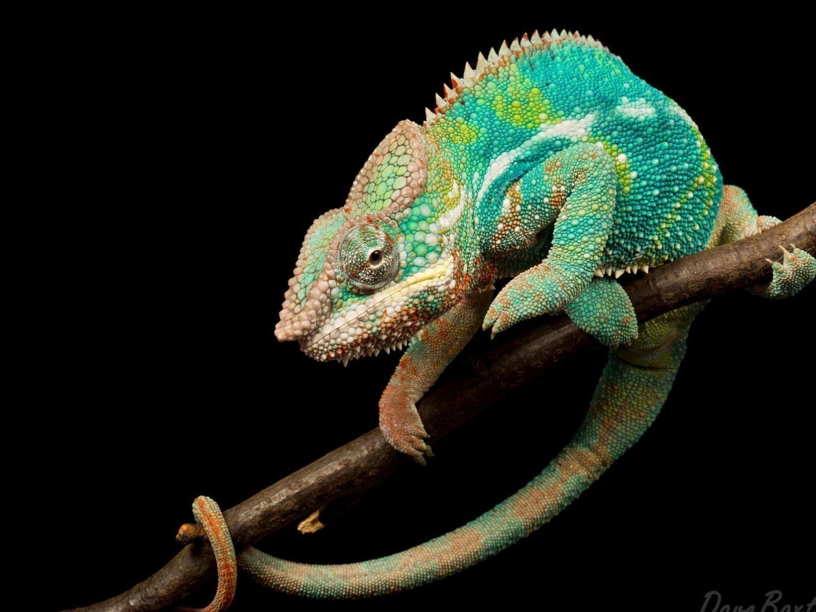 Echse, HD-Bild, Reptilien, Natur, Hintergrund, 1600x1200 HD Desktop