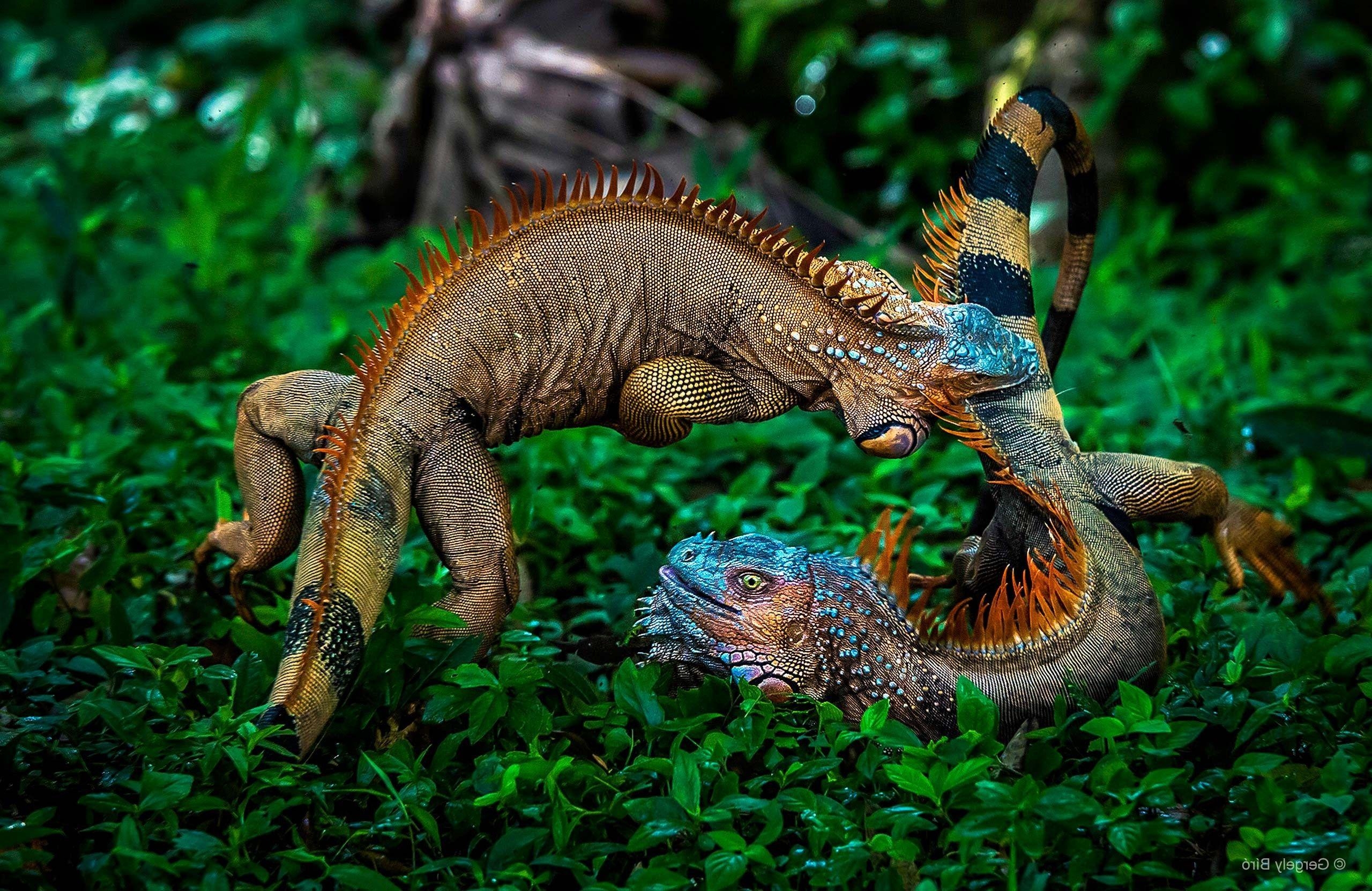 Natur, Pflanzen, Tiere, Iguana, Costa Rica, 2560x1670 HD Desktop