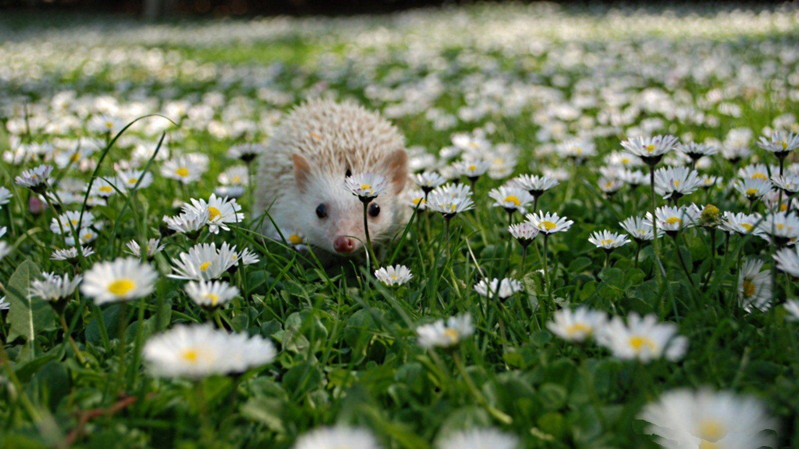 Igel HD Foto Hintergrundbild Tier, 1600x900 HD Desktop