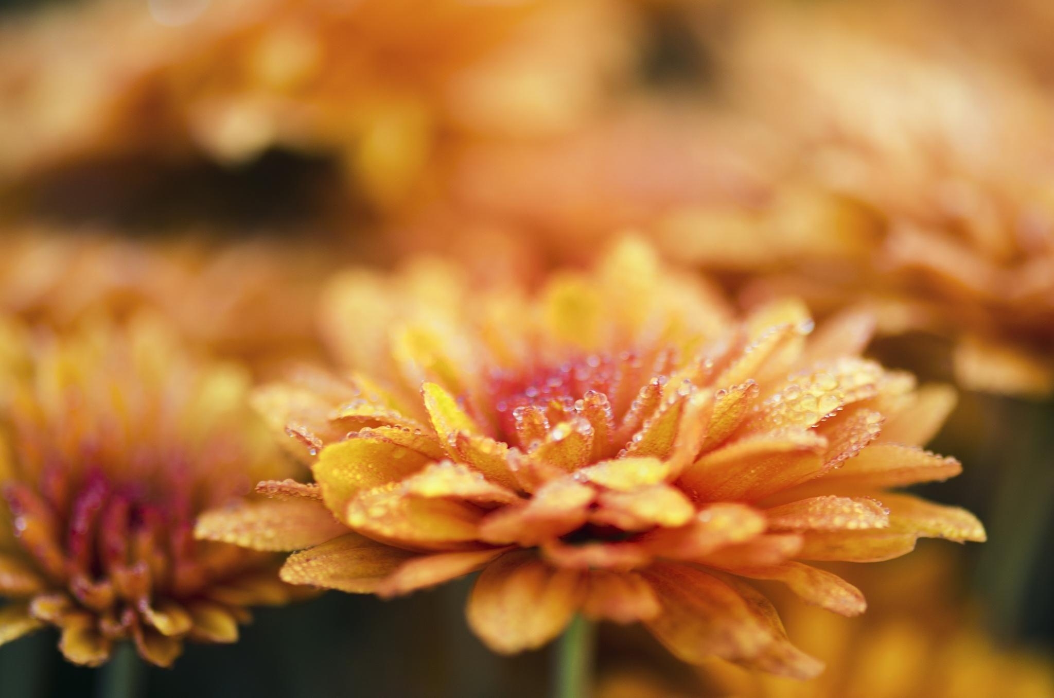 Chrysantheme, Rose, HD, Bild, Blume, 2050x1360 HD Desktop