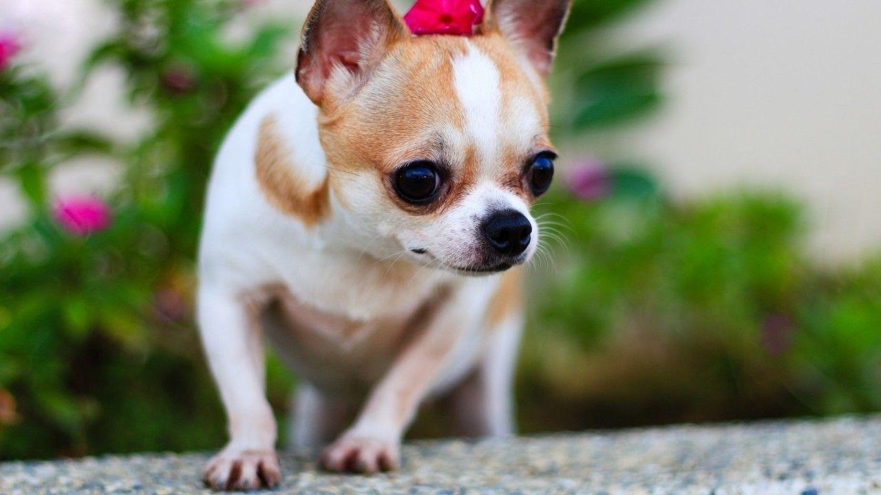 Chihuahua, kleine Hunde, unscharf, Bild, Hintergrund, 1280x720 HD Desktop