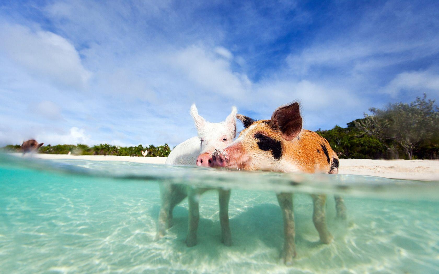 Schweine, Bahamas, Strand, Tierwelt, Natur, 1680x1050 HD Desktop