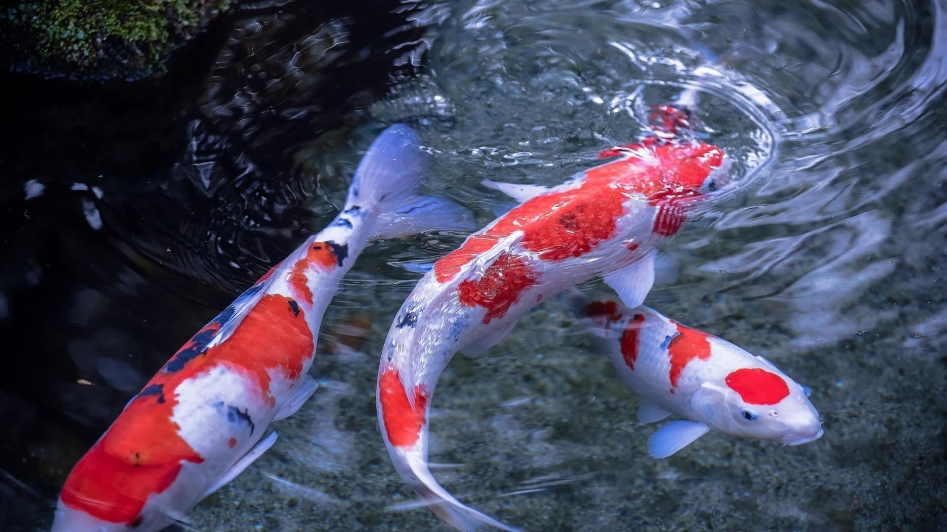 Koi Fisch, Lebendig, Farbenprächtig, Beweglich, Hintergrund, 1920x1080 Full HD Desktop