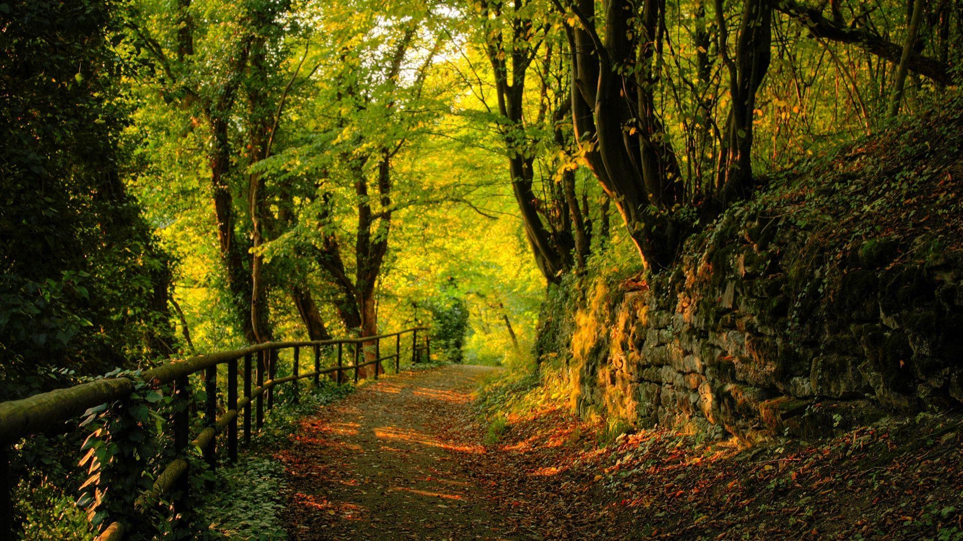 Grüner Wald, Natur, Ruhig, Erholung, Bäume, 1920x1080 Full HD Desktop