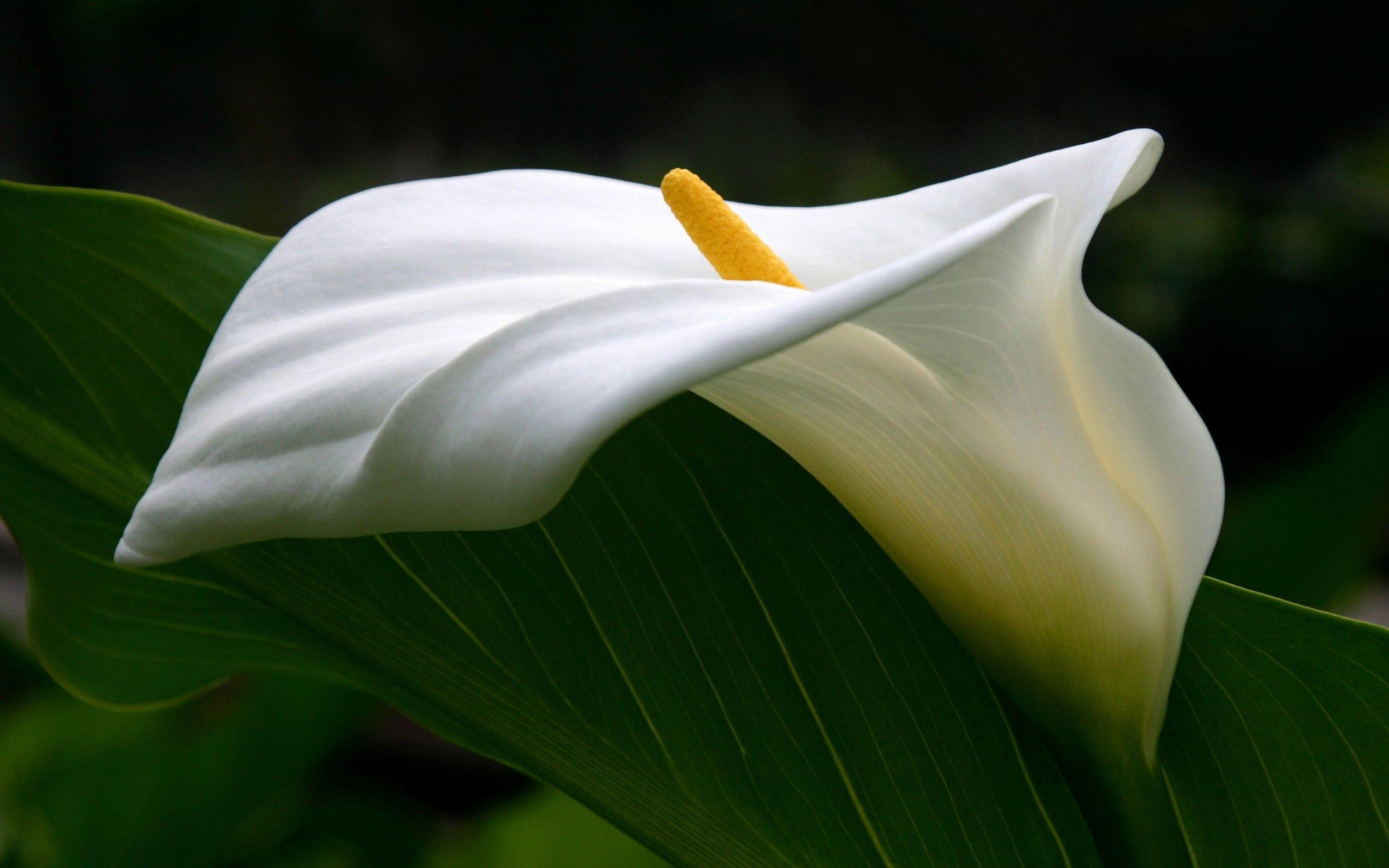 Calla Lilie, HD Bild, Hintergrund, Natur, Blumen, 2560x1600 HD Desktop