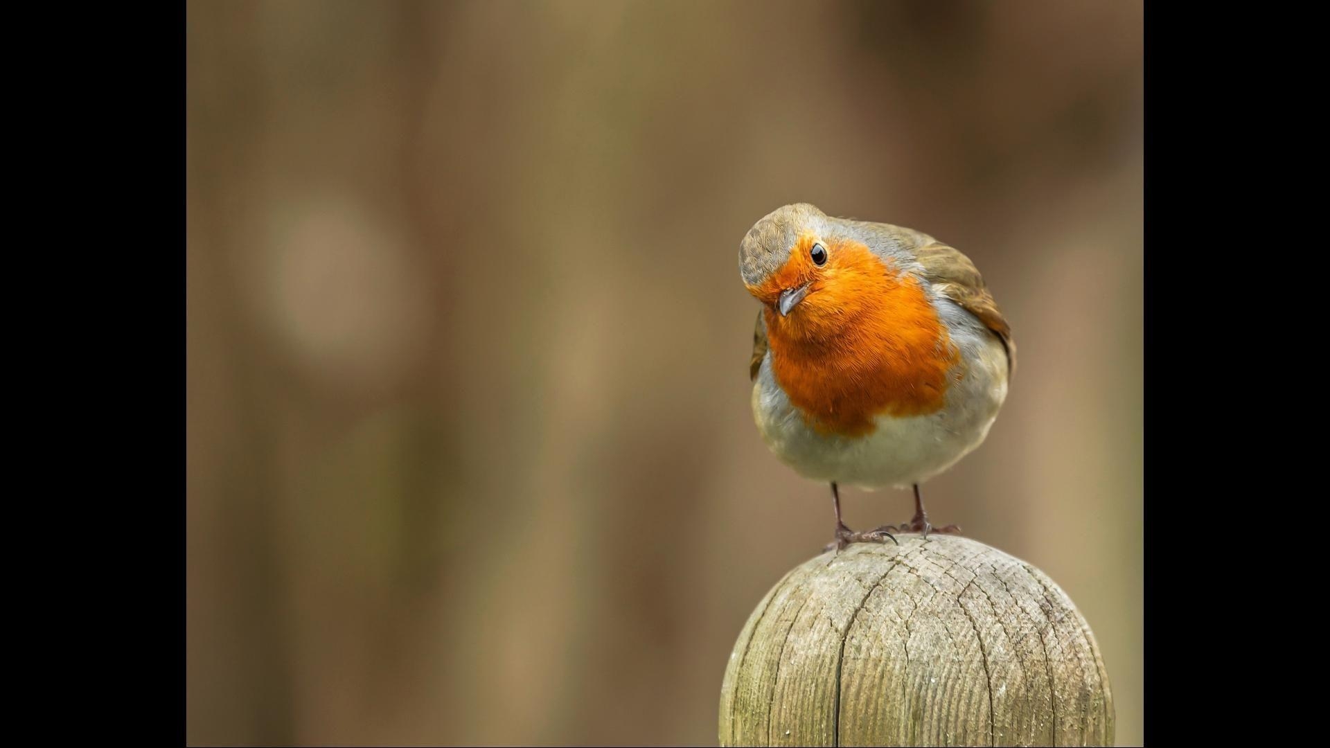 Vögel, Android, Rotkehlchen, Hintergrund, Bild, 1920x1080 Full HD Desktop