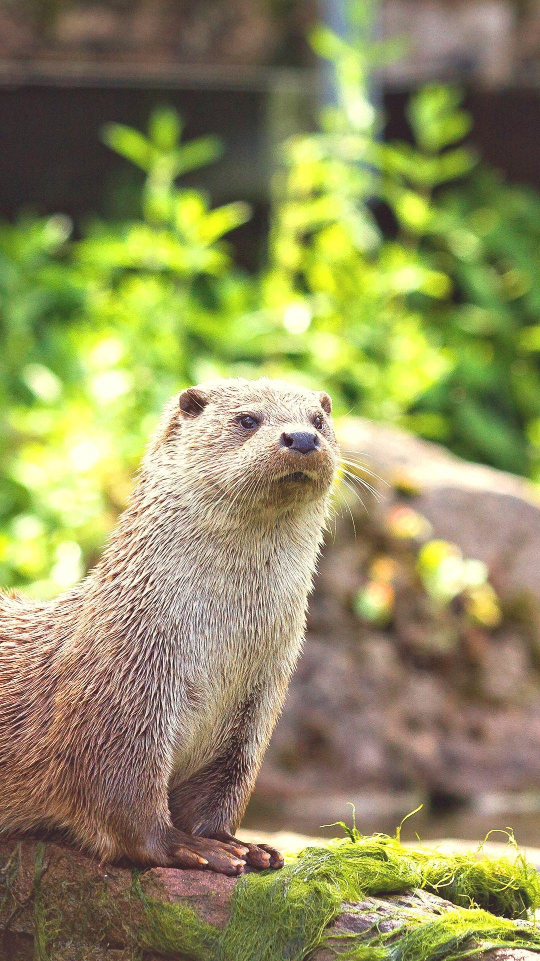 Otter, iPhone Hintergrund, HD, Aquarium, süßes Tier, 1080x1920 Full HD Handy