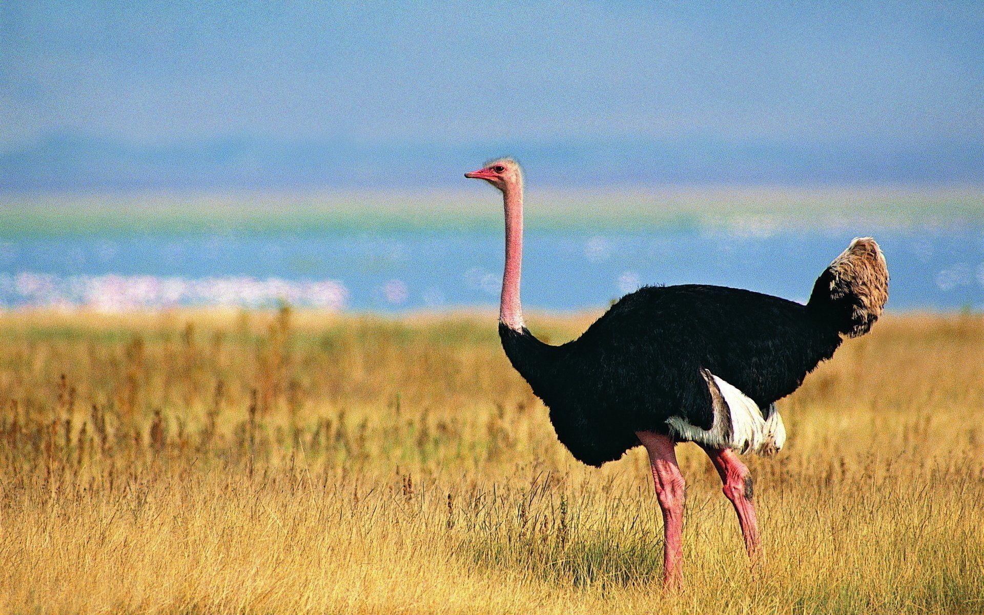 Strauß, Tierwelt, Vogel, HD, Hintergrund, 1920x1200 HD Desktop