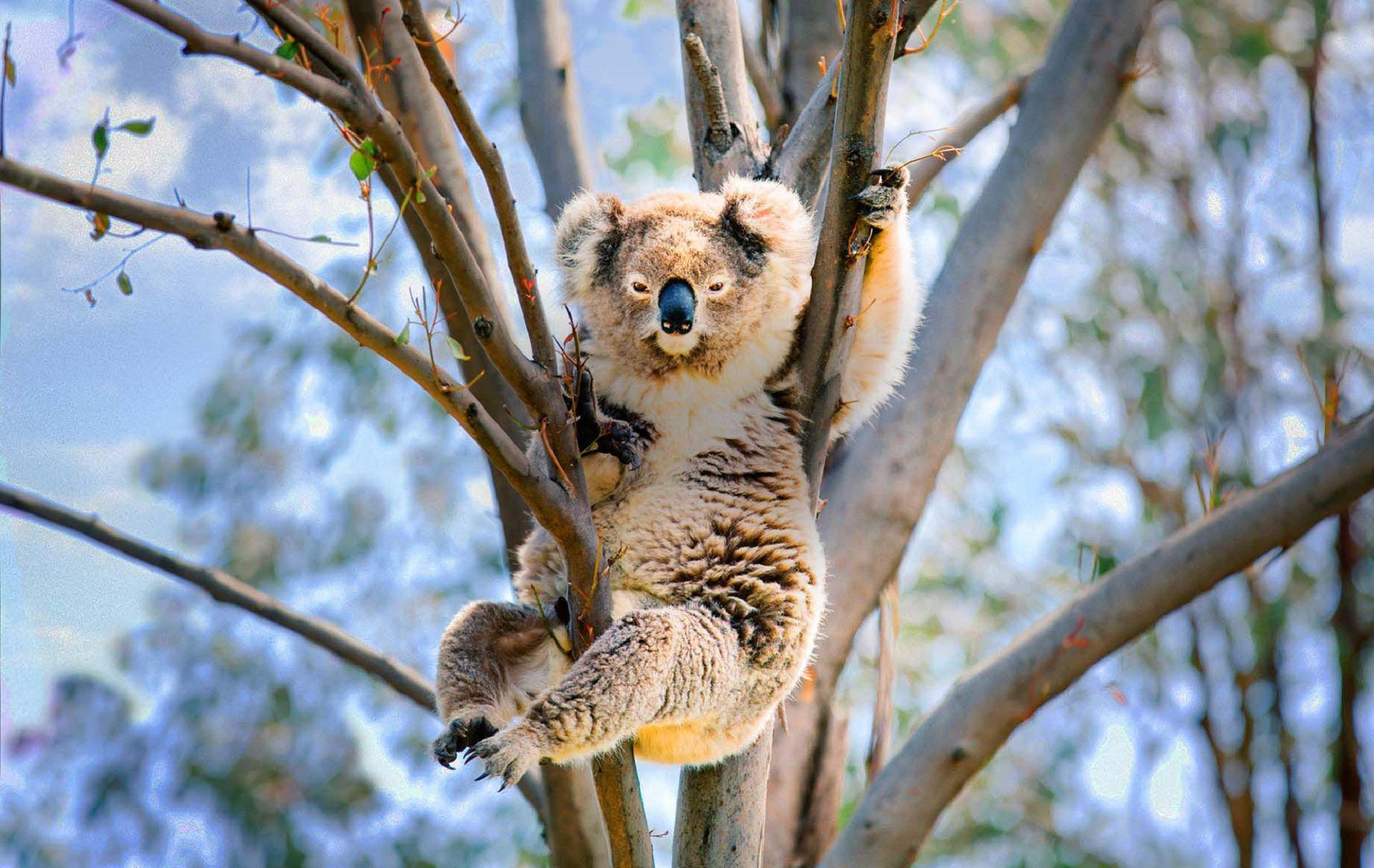 Koala, Tier, Hintergrund, Natur, süß, 1920x1220 HD Desktop