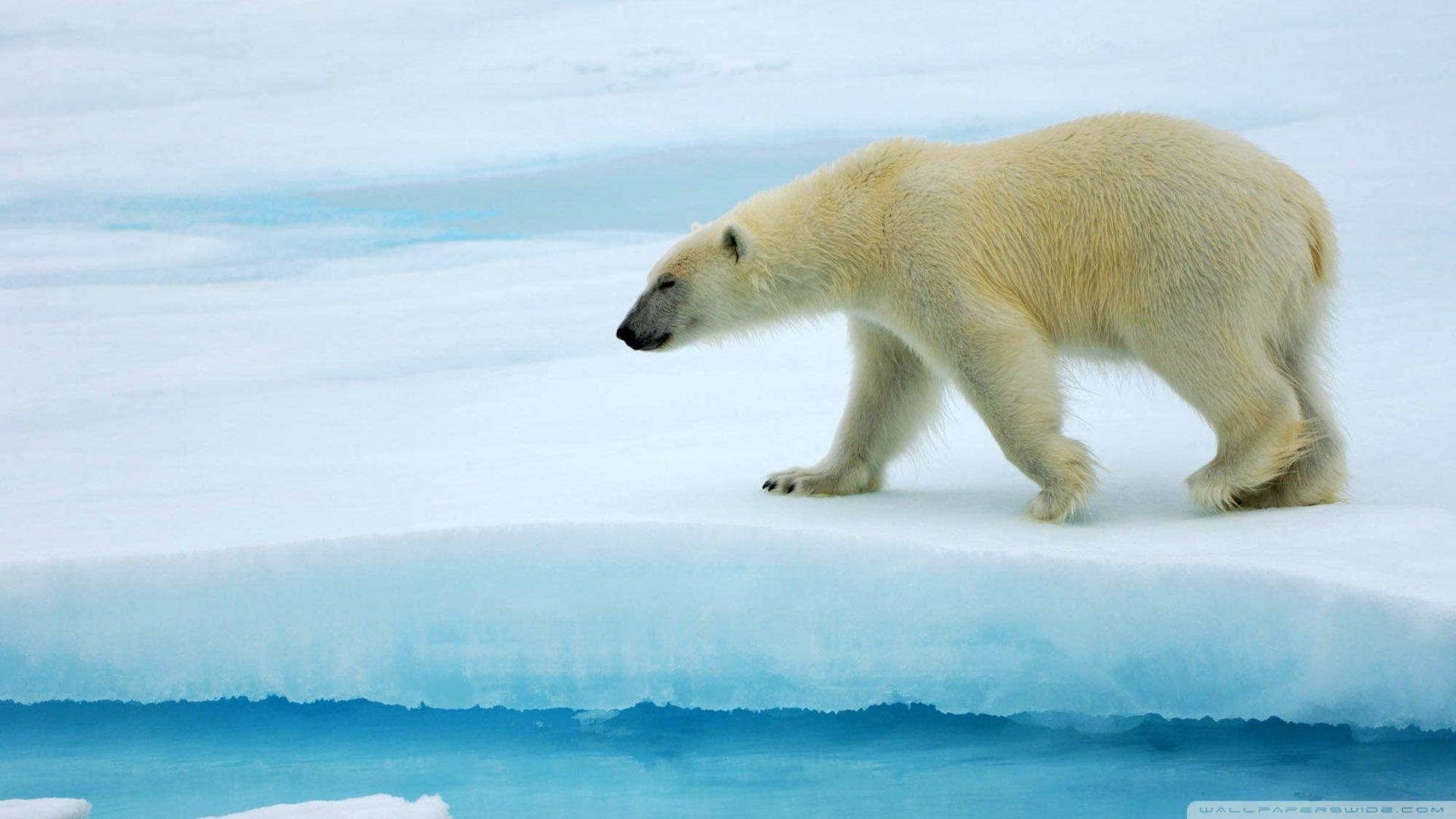 Eisbär, Wallpaper, Arktis, Wildtiere, Naturschönheit, 1920x1080 Full HD Desktop