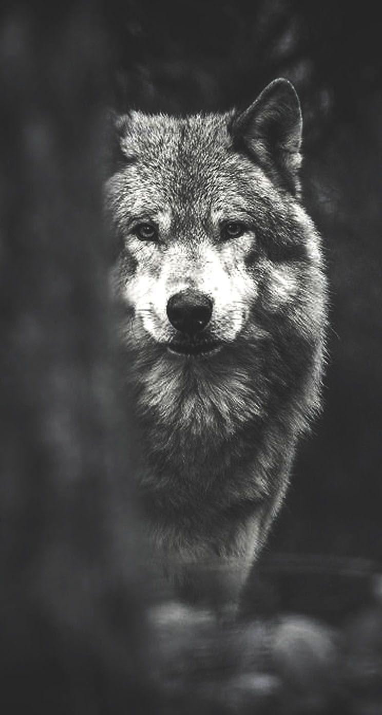 Wolf, Bild, Wallpaper, Tiermotiv, Landschaft, 750x1400 HD Handy