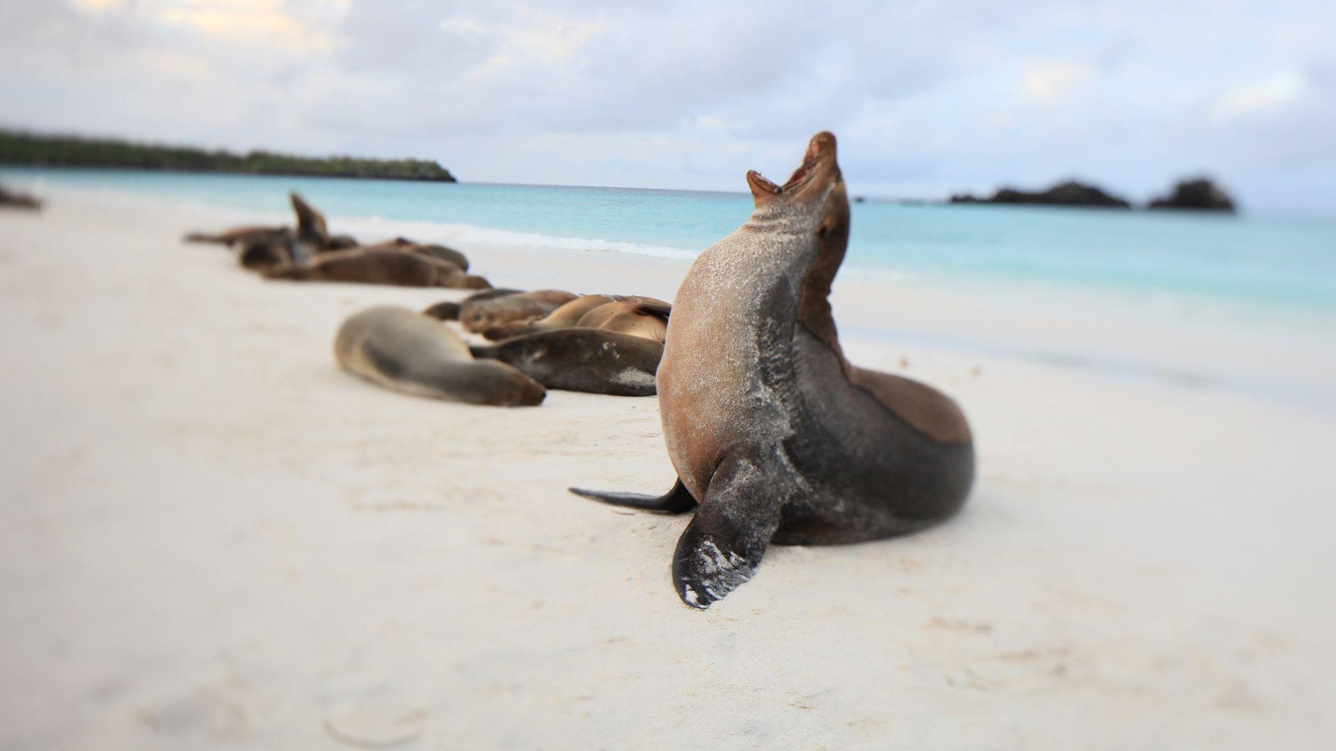 Galapagos-Safaris, Urlaub, Welt, Natur, Safari, 1920x1080 Full HD Desktop