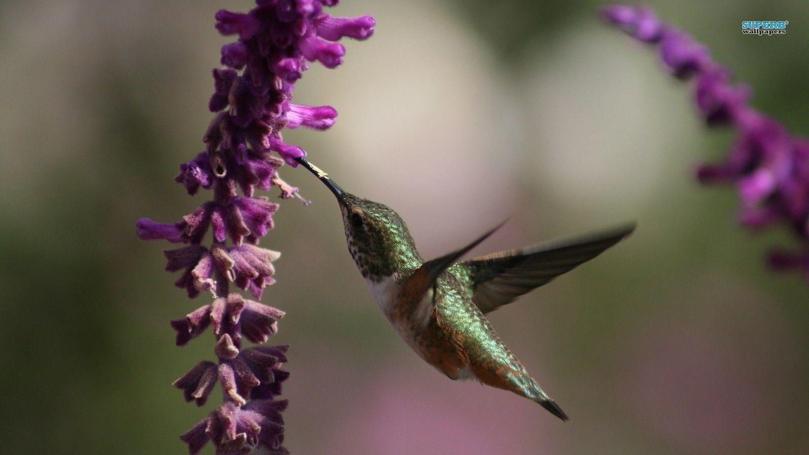 Kolibris, Foto, HD, Wildlife, Farbenpracht, 1600x900 HD Desktop