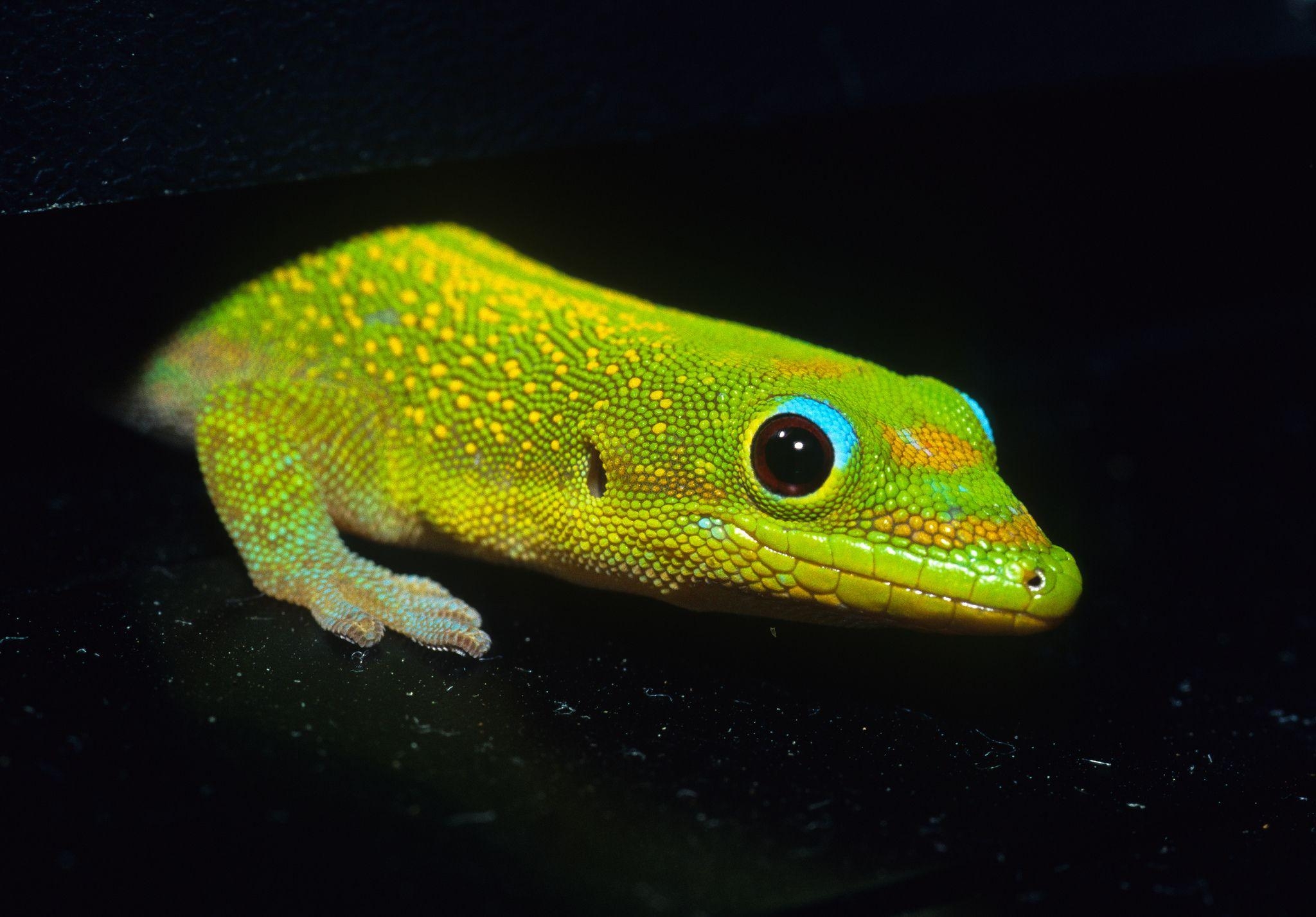 Eidechse, HD, Hintergrund, Bild, Reptil, 2050x1430 HD Desktop