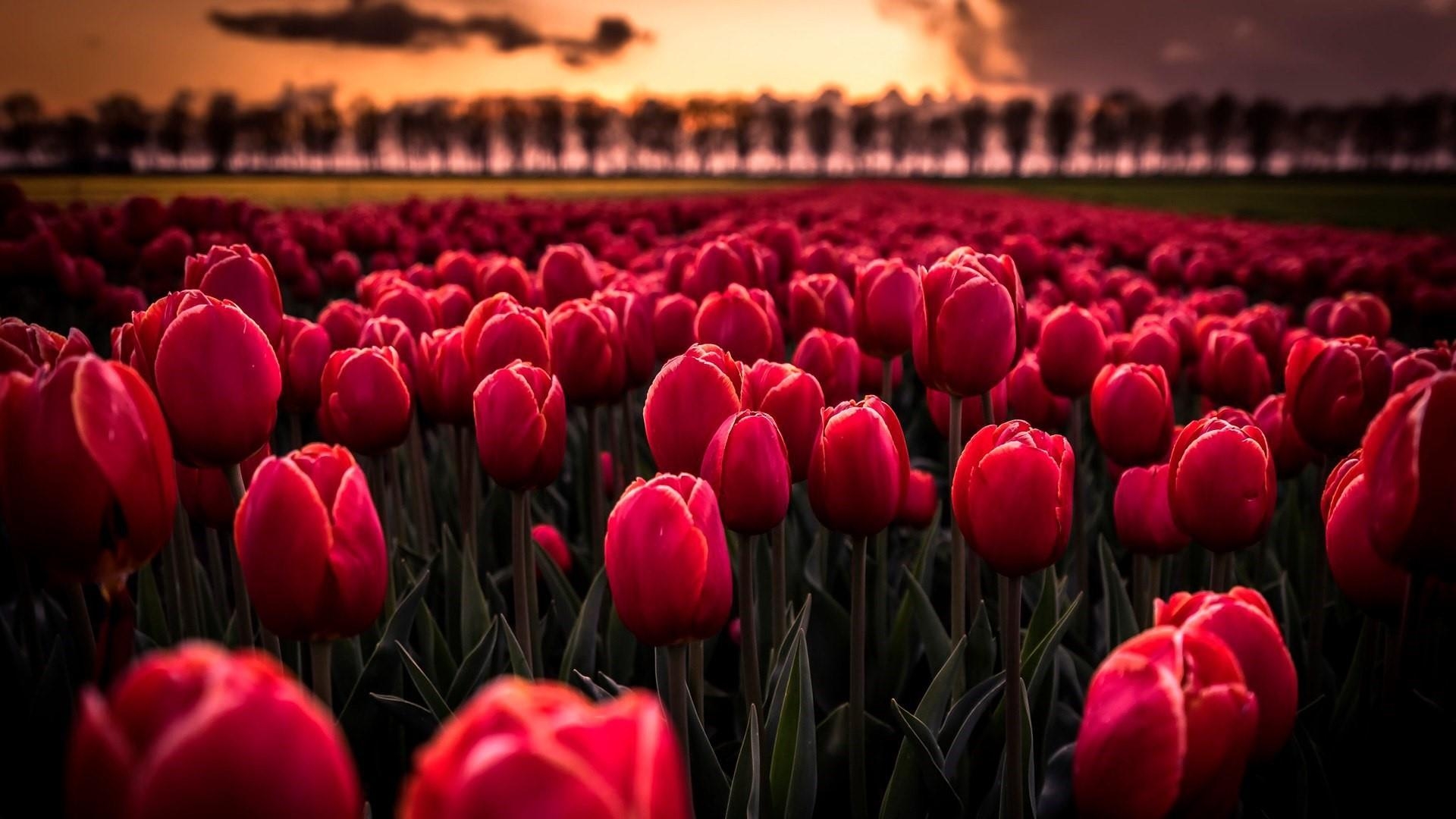 Rote Tulpen, HD, Studio, Tausende, Blüten, 1920x1080 Full HD Desktop