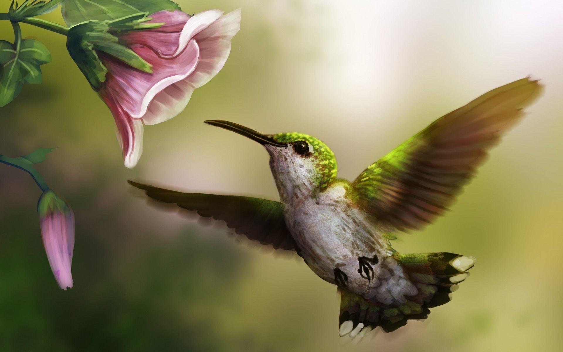 Kolibri, Bild, Vogelwelt, Foto, Hintergrund, 1920x1200 HD Desktop