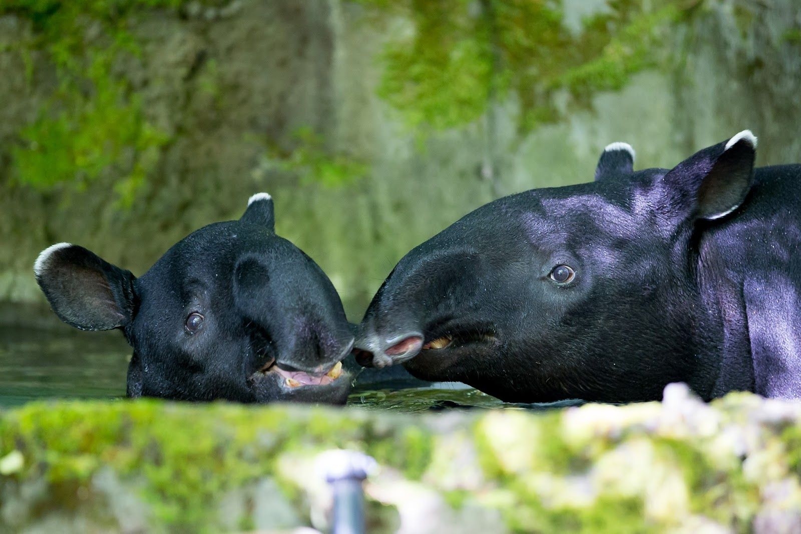 Tapir, Geburt, Lebensraum, Anpassung, Schutz, 1600x1070 HD Desktop