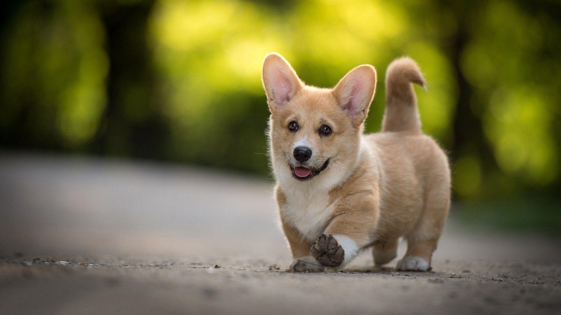 Corgi, Hintergrundbild, Hund, Tier, Niedlich, 1920x1080 Full HD Desktop