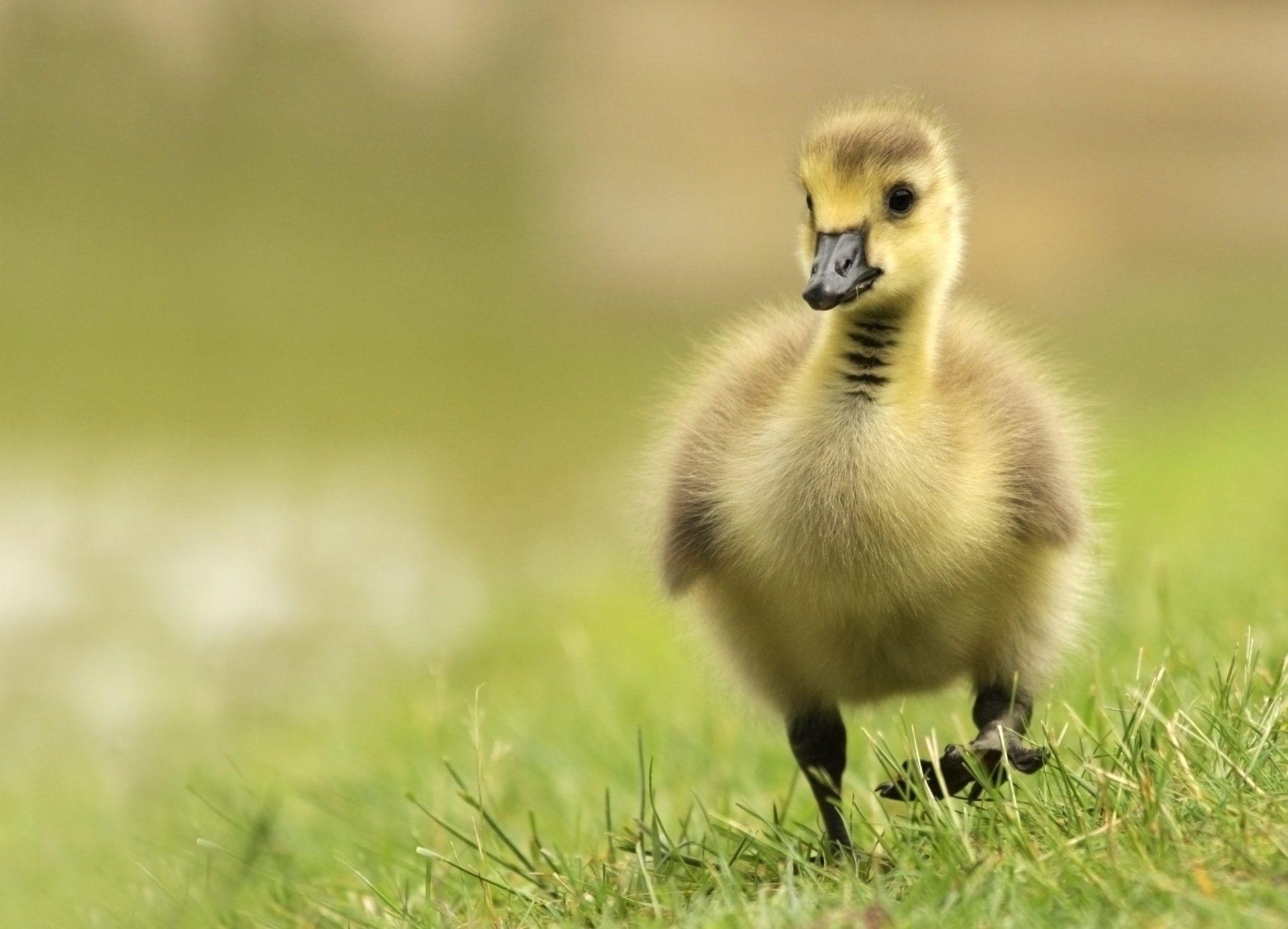 Gans, HD, Hintergrund, Natur, Tiere, 1920x1390 HD Desktop