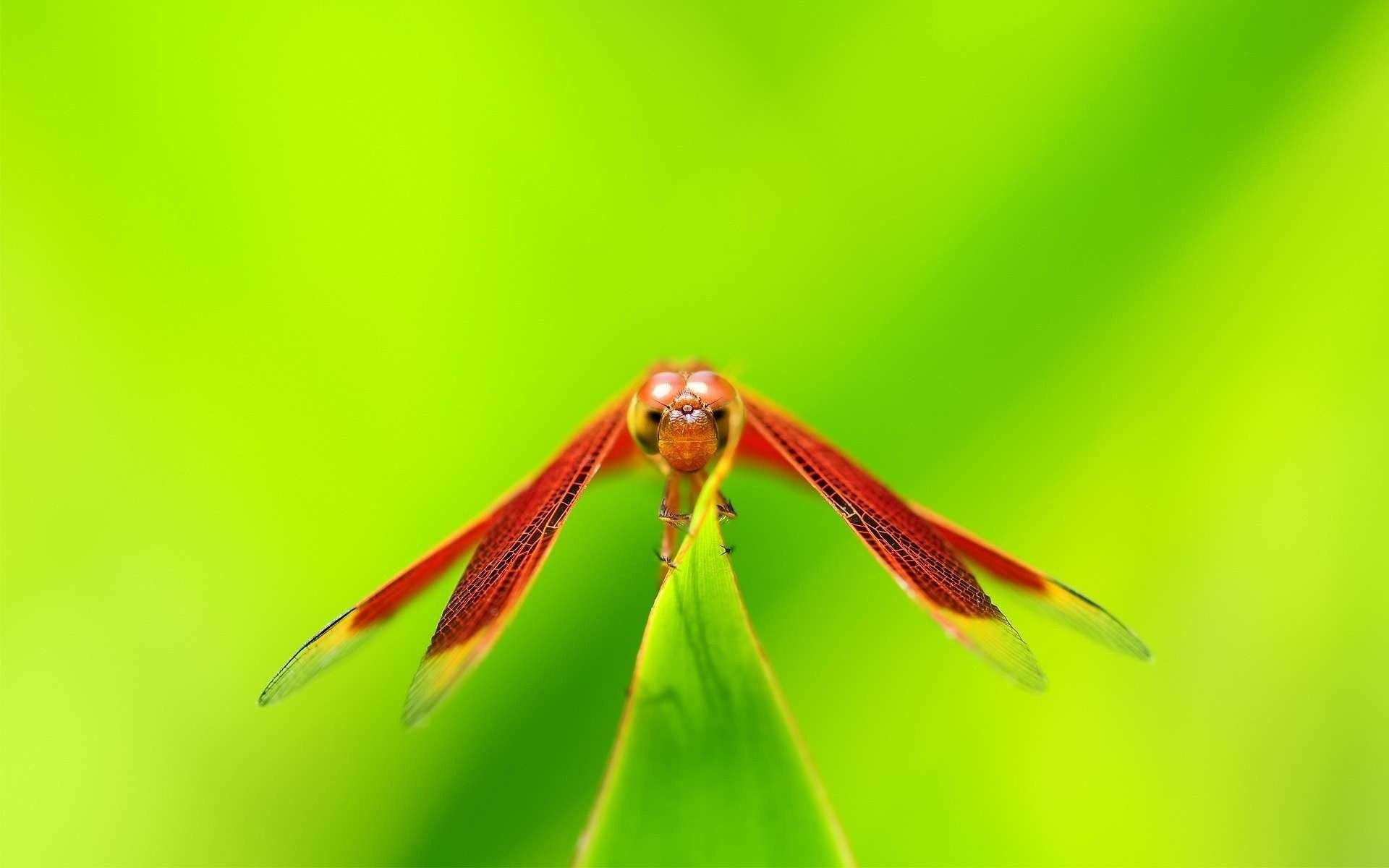 Insekt, Foto, Tiere, Hintergrund, Käfer, 1920x1200 HD Desktop