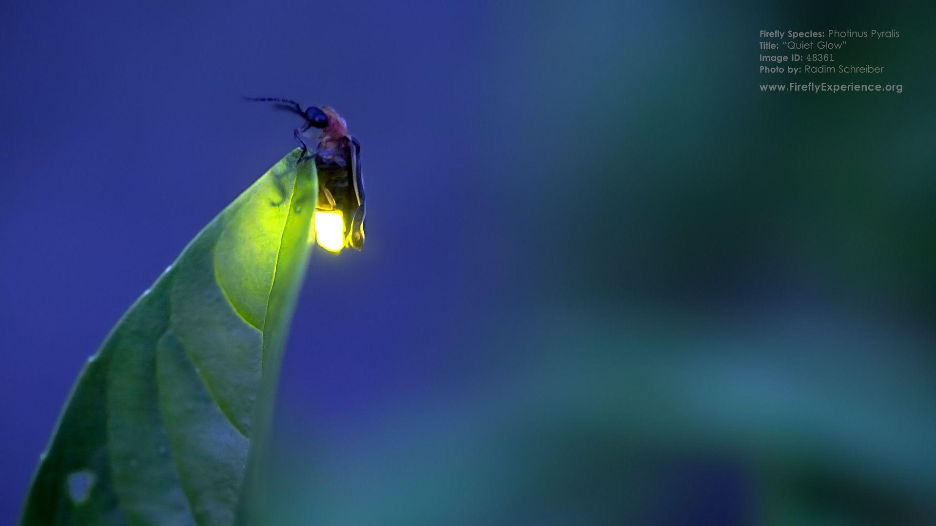 Glühwürmchen, Desktop, HD, Insekt, Natur, 1920x1080 Full HD Desktop